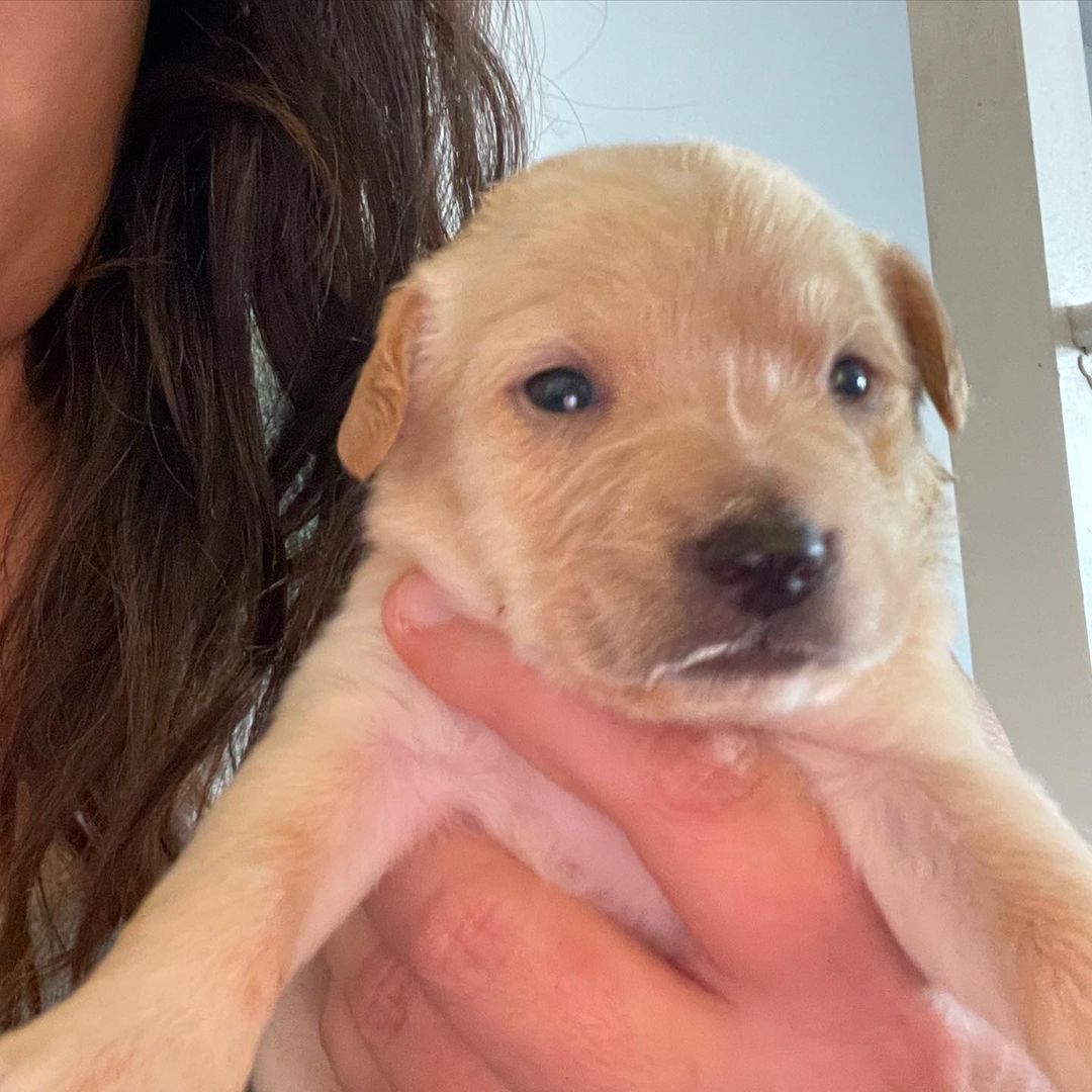 We have babies! 🐶🥰
These 7 babies were brought to us from Mexico with no Mama. They are about 2 weeks old and will be available for adoption in the next 8-10 weeks. 🐶🐾