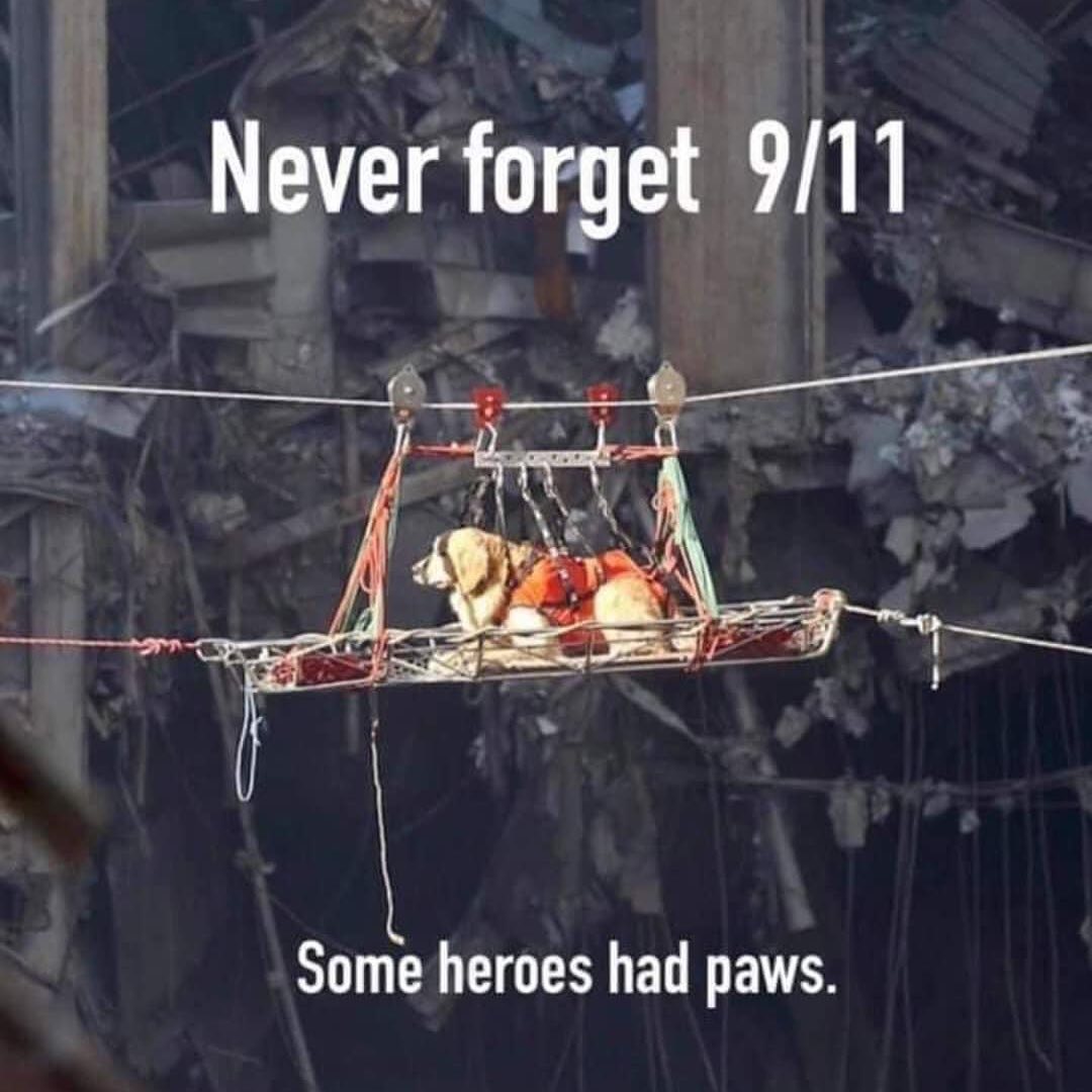 It’s a day we will never forget. 
God bless all the heroes who helped in search and rescue. These brave humans and canines helped save many lives 20 years ago. We are forever thankful for their bravery.

United we will always stand and together we are stronger. God bless all the families who lost loved ones on this day.

Heroes have paws too. ❤️ 🐾 
God bless America ❤️ 🇺🇸 

<a target='_blank' href='https://www.instagram.com/explore/tags/911anniversary/'>#911anniversary</a> <a target='_blank' href='https://www.instagram.com/explore/tags/20years911/'>#20years911</a> <a target='_blank' href='https://www.instagram.com/explore/tags/unitedwestand/'>#unitedwestand</a> <a target='_blank' href='https://www.instagram.com/explore/tags/neverforget/'>#neverforget</a> <a target='_blank' href='https://www.instagram.com/explore/tags/weremember911/'>#weremember911</a> <a target='_blank' href='https://www.instagram.com/explore/tags/neverforget911/'>#neverforget911</a> <a target='_blank' href='https://www.instagram.com/explore/tags/godblessamerica/'>#godblessamerica</a> <a target='_blank' href='https://www.instagram.com/explore/tags/heroeshavepawstoo/'>#heroeshavepawstoo</a> <a target='_blank' href='https://www.instagram.com/explore/tags/mansbestfriend/'>#mansbestfriend</a> <a target='_blank' href='https://www.instagram.com/explore/tags/dogsareheroestoo/'>#dogsareheroestoo</a>