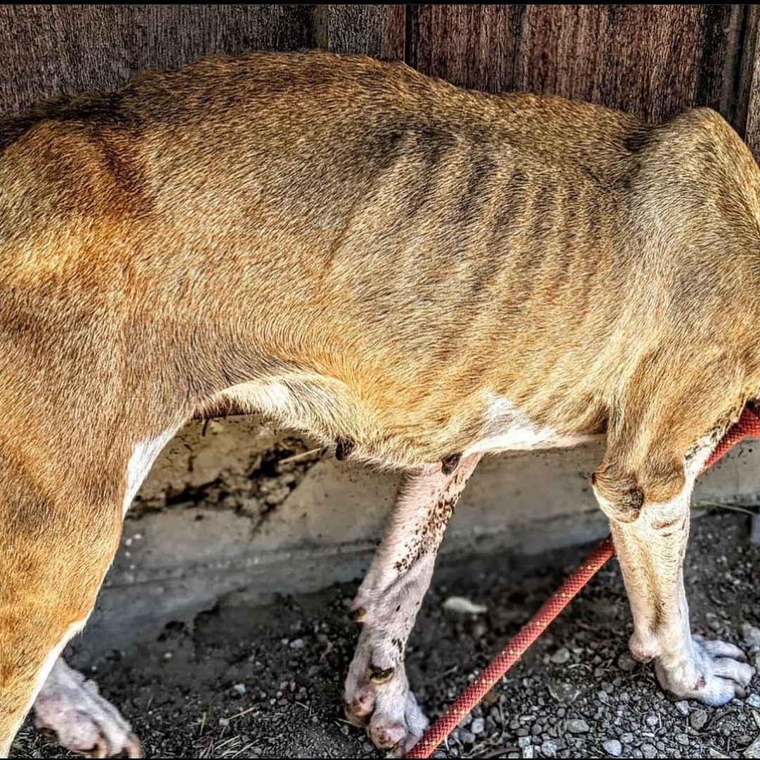 WELCOME GINGER!!✨

THANK YOU @deservingdogs for fostering and setting this rescue into motion 🧡 please stay tuned for UPDATES! 

For now you can read more of her story on @deservingdogs page🧡

GINGER- we want you to know, although we don’t know how or why your previous owners let you get to the current state you’re in physically, and then surrender you to the shelter to be euthanized, what we DO KNOW is that we will do everything we can to advocate for your health and safety, and of course shower you with insane amounts of LOVE!🧡 

You are a part of our LARGE family now 🧡 we LOVE and CLAIM YOU ✨ 

-what can we say?! we have a thing for GINGERS! ✨🧡🥰