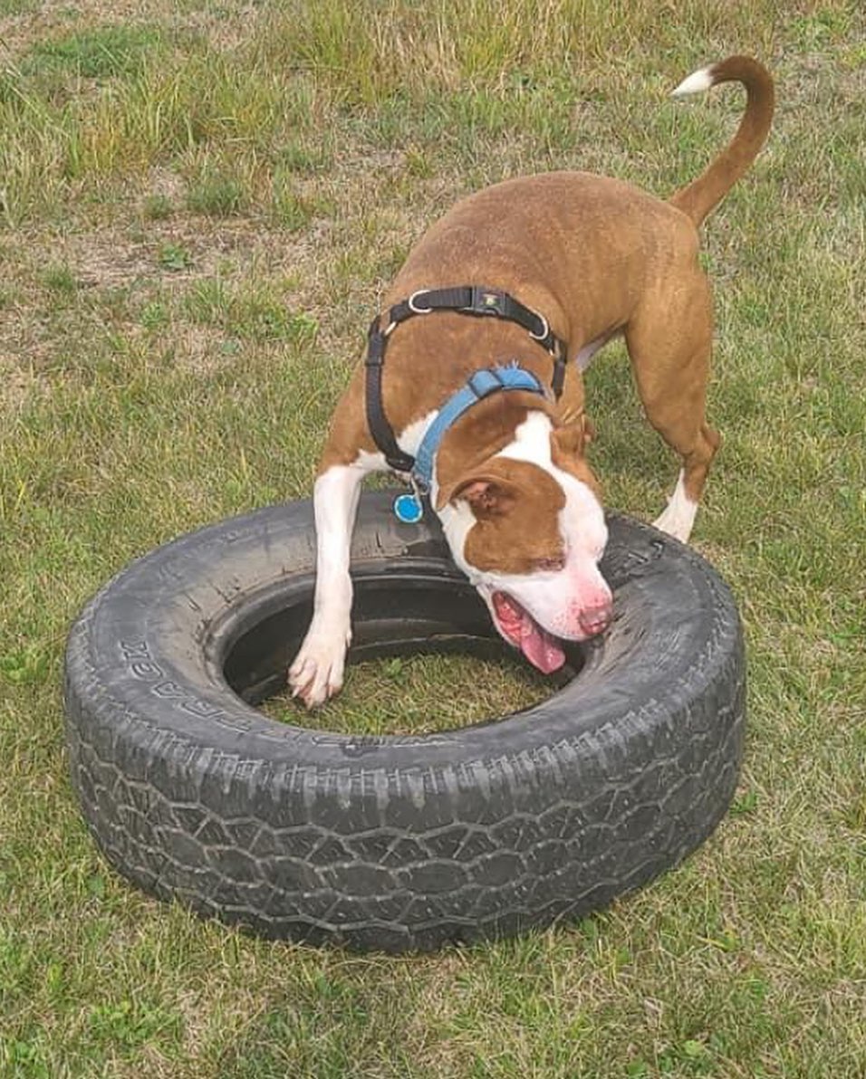 It looks like Mulligan appreciates finally having a toy he can’t destroy in a few seconds! 😂
.
.
.
<a target='_blank' href='https://www.instagram.com/explore/tags/RangeRescue/'>#RangeRescue</a> <a target='_blank' href='https://www.instagram.com/explore/tags/pitbullsofinstagram/'>#pitbullsofinstagram</a> <a target='_blank' href='https://www.instagram.com/explore/tags/destructivedog/'>#destructivedog</a> <a target='_blank' href='https://www.instagram.com/explore/tags/puremuscle/'>#puremuscle</a> <a target='_blank' href='https://www.instagram.com/explore/tags/mulligan/'>#mulligan</a> 🐶❤️