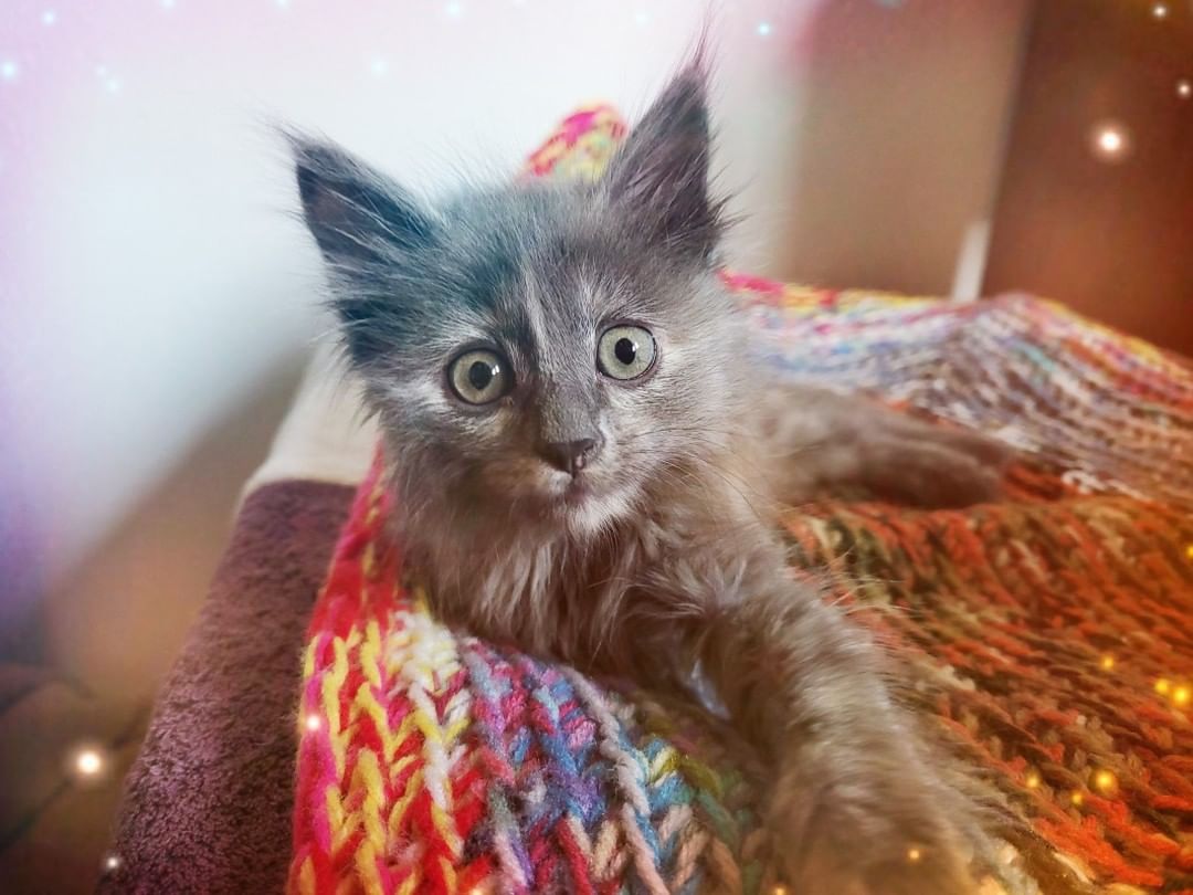 Me too!  I will be at Kitten Yoga tomorrow too!  Come and meet me, Gamora!  I am the prettiest and smartest one of the bunch.  <a target='_blank' href='https://www.instagram.com/explore/tags/SASkittenyouryogaon/'>#SASkittenyouryogaon</a> <a target='_blank' href='https://www.instagram.com/explore/tags/salmonanimalshelter/'>#salmonanimalshelter</a> <a target='_blank' href='https://www.instagram.com/explore/tags/lat45crossfit/'>#lat45crossfit</a> Saturday, Sept 11.  Odd Fellows Hall. 1:30pm kittens arrive.  3:00pm yoga session begins.  https://salmonanimalshelter.com/2021/09/cat-kitten-yoga-is-back-in-2021/