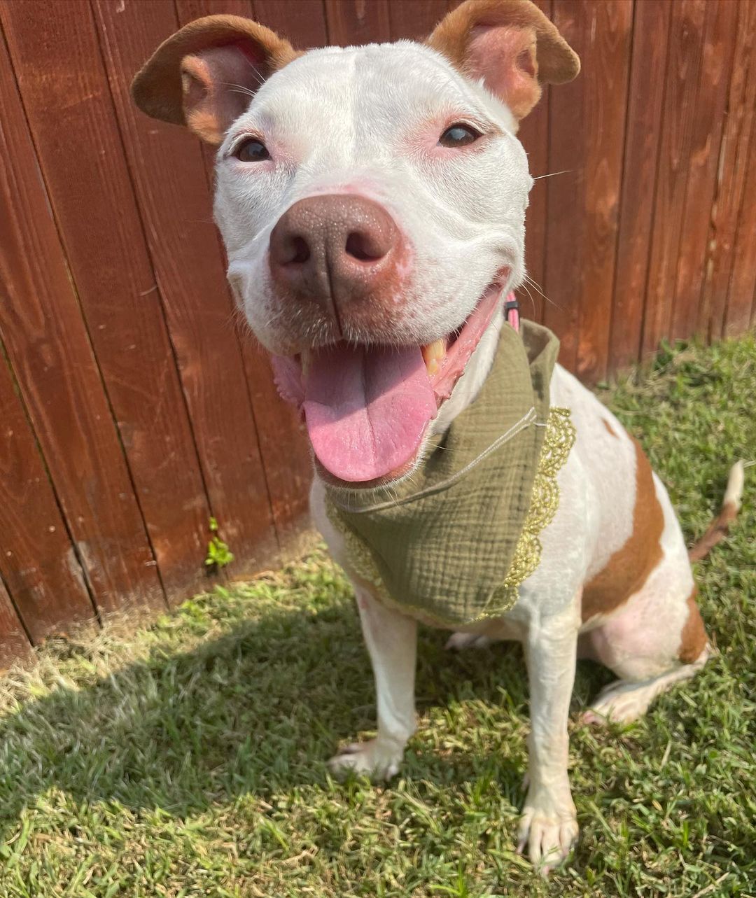 Meet our newest rescue - WAFFLE :-)

Waffle is a 55 pound Pit Bull who has been in a Dallas area shelter since April😢 We’re thinking she’s about 5 years old and she’s as sweet as can be, it’s hard to believe she’s been in the shelter for almost 6 months. Pit bulls are hard to adopt out but with her personality, we know it’s possible to find her a great home❤️ 

Apply to adopt Waffle through the link in the bio🐶