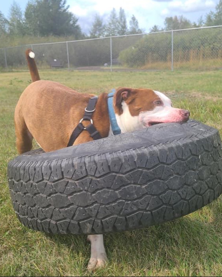 It looks like Mulligan appreciates finally having a toy he can’t destroy in a few seconds! 😂
.
.
.
<a target='_blank' href='https://www.instagram.com/explore/tags/RangeRescue/'>#RangeRescue</a> <a target='_blank' href='https://www.instagram.com/explore/tags/pitbullsofinstagram/'>#pitbullsofinstagram</a> <a target='_blank' href='https://www.instagram.com/explore/tags/destructivedog/'>#destructivedog</a> <a target='_blank' href='https://www.instagram.com/explore/tags/puremuscle/'>#puremuscle</a> <a target='_blank' href='https://www.instagram.com/explore/tags/mulligan/'>#mulligan</a> 🐶❤️