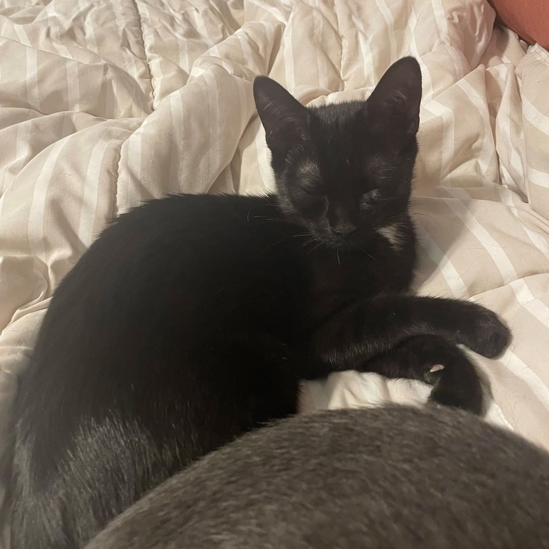 🥳 Boy do we have some cuteness to grace your feed this morning!

🐈🐈Meet Karashi & Miso: the sweetest brother-sister duo currently searching for their forever home... together!

🖤🤍Miso (Black & White) & 💙Karashi (Russian Blue Mix) were found as young kittens in a colony on Clemson Blvd. These two and their four other siblings have been living the life of luxury at their foster home, and are now ready to find their forever.

🏅Karashi is the more confident of the two. Once he learned how amazing pets were, he hasn't stopped asking for them. You can typically find him either on your lap, cuddling with his sibling or wrastlin' with his sister.

💫While Miso is bit more reserved at first, she also understands the magic of head boops & will politely ask you for pets. She is a very gentle soul & requires a calm household where she can flourish.

Miso & Karashi must be adopted TOGETHER! If you are interested, please fill out an application or send us a message for more information: https://forms.gle/7xbVpK9zWGo6pgg27