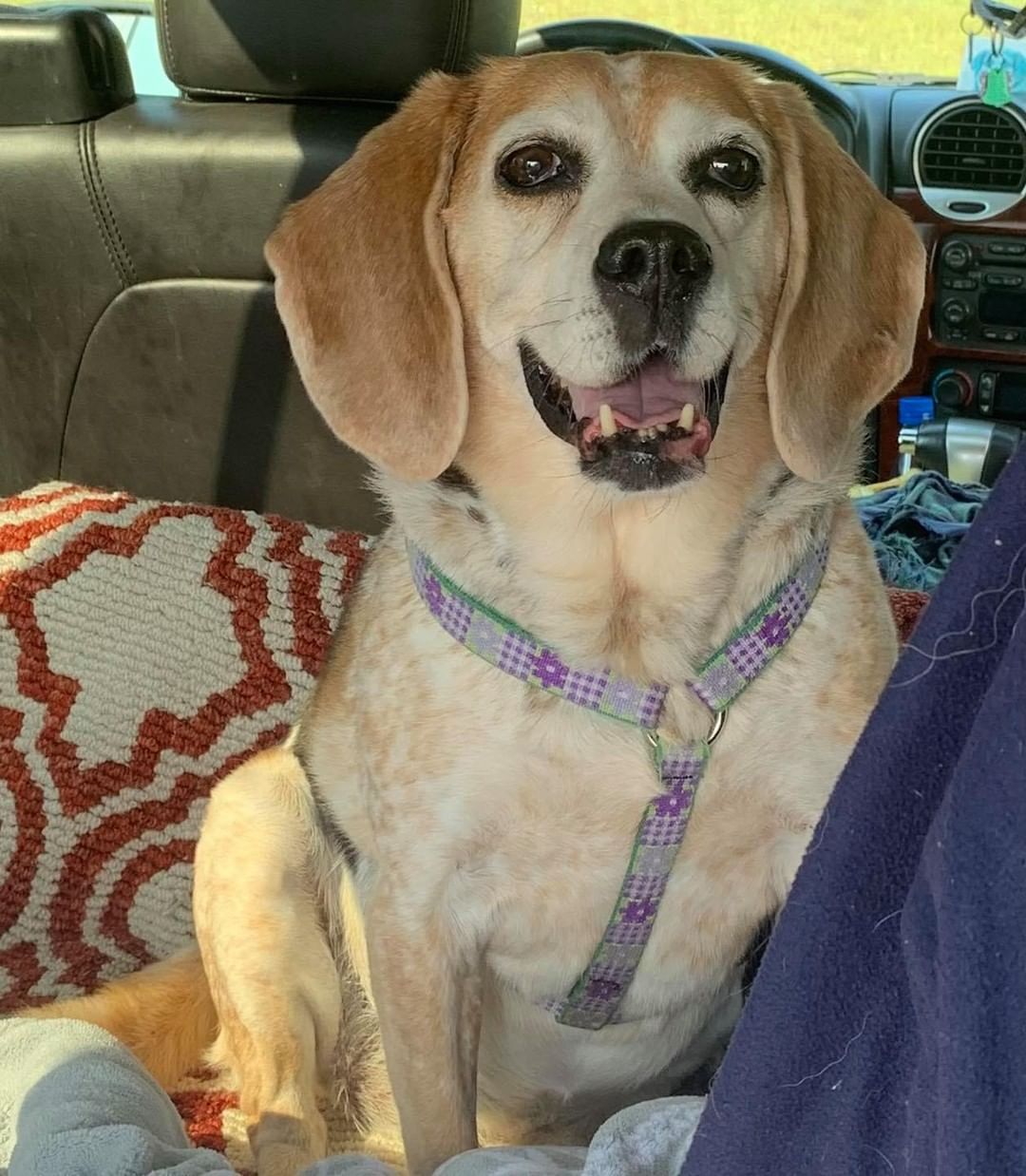 Thank you to Kloe and Sam’s moms, Lisa & Kelley, for the awesome snacks!!!
The Rollin’s girls rock!
Thanks for the Sam snuggles, and thanks to Kloe for chatting with Tobias (because he needs to share his hound howls with his own kind!). <a target='_blank' href='https://www.instagram.com/explore/tags/houndsofinstagram/'>#houndsofinstagram</a> <a target='_blank' href='https://www.instagram.com/explore/tags/snacks/'>#snacks</a> <a target='_blank' href='https://www.instagram.com/explore/tags/donate/'>#donate</a> <a target='_blank' href='https://www.instagram.com/explore/tags/tinasbedandbiscuit/'>#tinasbedandbiscuit</a> <a target='_blank' href='https://www.instagram.com/explore/tags/rescuedogsofinstagram/'>#rescuedogsofinstagram</a> <a target='_blank' href='https://www.instagram.com/explore/tags/rescuedogsrock/'>#rescuedogsrock</a> <a target='_blank' href='https://www.instagram.com/explore/tags/rescue/'>#rescue</a>