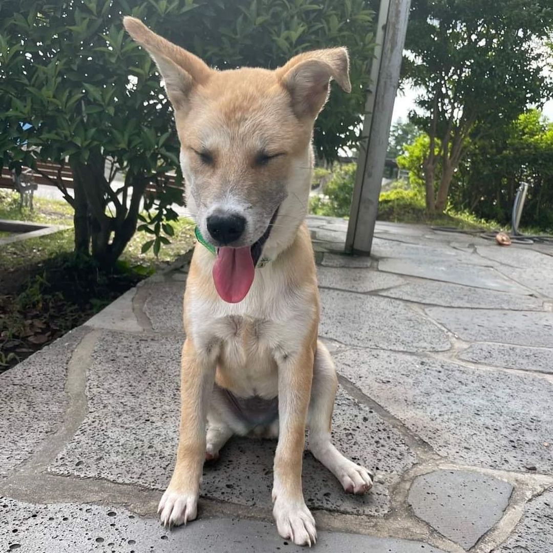 ***Adopted*** Meet Kiki! (New York!)
.
Quick facts;
Female
~22 lbs
~6 Months Old
✔️Dog Friendly
✔️People Friendly
✔️Potty Trained
✔️Vaccinated
✔️Microchipped
✔️OK with Kids 8+
⚠️Not cat-tested
.
Meet Kiki! Kiki was rescued from the Jeju shelter with only 10 days until euthanization. She loves people and gets along well with other dogs, and wants to play all the time. She is good at riding in cars. Note: Kiki shows signs of mild resource guarding if another dog gets close to her food and toys. 
.
The ideal family for Kiki will continue to train her to become a good canine citizen. If you’re interested in adopting Kiki, apply at harasf.org/application!
.
<a target='_blank' href='https://www.instagram.com/explore/tags/adoptable/'>#adoptable</a> <a target='_blank' href='https://www.instagram.com/explore/tags/adoptme/'>#adoptme</a> <a target='_blank' href='https://www.instagram.com/explore/tags/adoptabledog/'>#adoptabledog</a> <a target='_blank' href='https://www.instagram.com/explore/tags/adoptablepuppy/'>#adoptablepuppy</a> <a target='_blank' href='https://www.instagram.com/explore/tags/jindomix/'>#jindomix</a> <a target='_blank' href='https://www.instagram.com/explore/tags/mixeddog/'>#mixeddog</a> <a target='_blank' href='https://www.instagram.com/explore/tags/koreandog/'>#koreandog</a> <a target='_blank' href='https://www.instagram.com/explore/tags/koreanrescuedog/'>#koreanrescuedog</a> <a target='_blank' href='https://www.instagram.com/explore/tags/newyork/'>#newyork</a><a target='_blank' href='https://www.instagram.com/explore/tags/adoptabledogsofinstagram/'>#adoptabledogsofinstagram</a> <a target='_blank' href='https://www.instagram.com/explore/tags/jindo/'>#jindo</a> <a target='_blank' href='https://www.instagram.com/explore/tags/jejurescuedog/'>#jejurescuedog</a> <a target='_blank' href='https://www.instagram.com/explore/tags/jejudog/'>#jejudog</a>