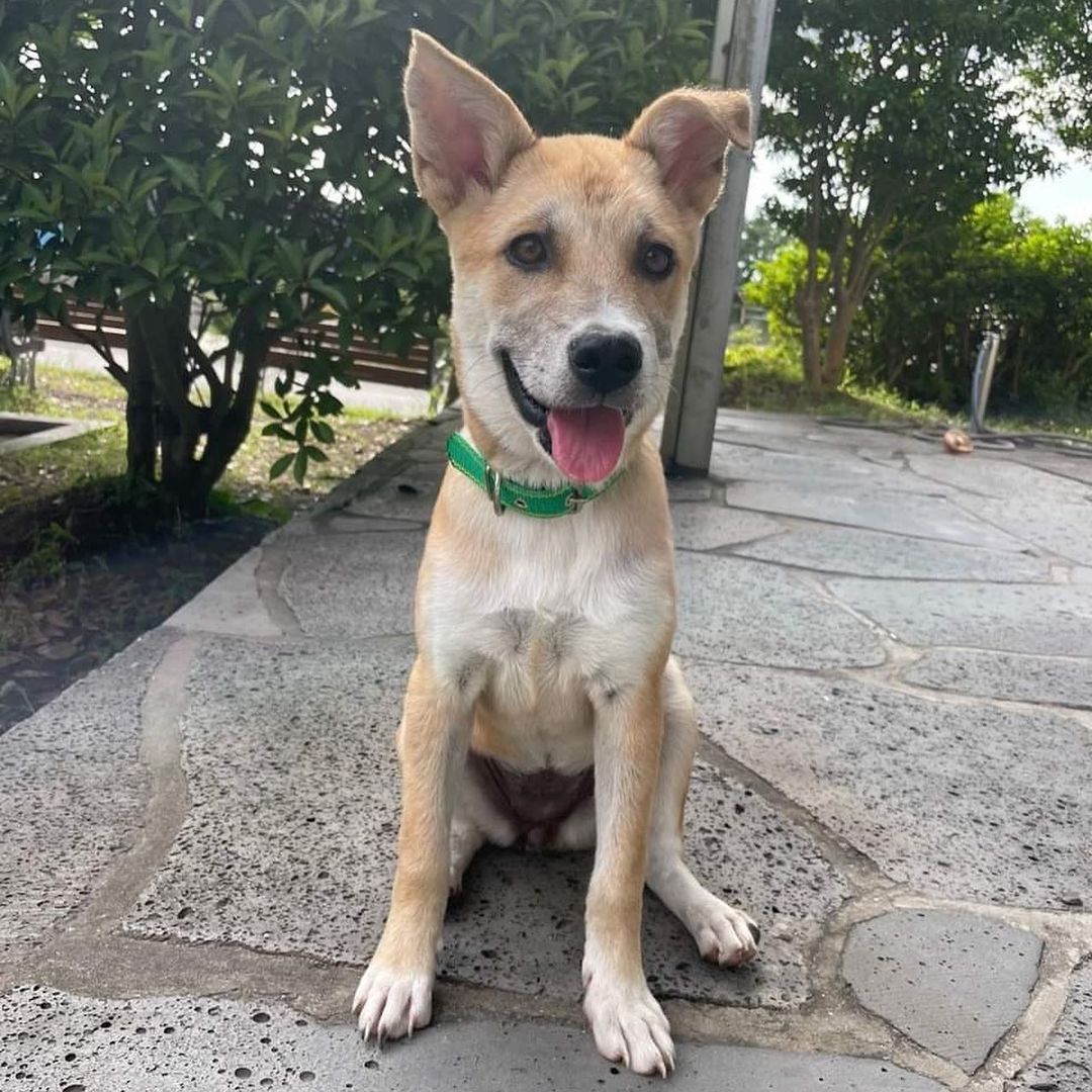 ***Adopted*** Meet Kiki! (New York!)
.
Quick facts;
Female
~22 lbs
~6 Months Old
✔️Dog Friendly
✔️People Friendly
✔️Potty Trained
✔️Vaccinated
✔️Microchipped
✔️OK with Kids 8+
⚠️Not cat-tested
.
Meet Kiki! Kiki was rescued from the Jeju shelter with only 10 days until euthanization. She loves people and gets along well with other dogs, and wants to play all the time. She is good at riding in cars. Note: Kiki shows signs of mild resource guarding if another dog gets close to her food and toys. 
.
The ideal family for Kiki will continue to train her to become a good canine citizen. If you’re interested in adopting Kiki, apply at harasf.org/application!
.
<a target='_blank' href='https://www.instagram.com/explore/tags/adoptable/'>#adoptable</a> <a target='_blank' href='https://www.instagram.com/explore/tags/adoptme/'>#adoptme</a> <a target='_blank' href='https://www.instagram.com/explore/tags/adoptabledog/'>#adoptabledog</a> <a target='_blank' href='https://www.instagram.com/explore/tags/adoptablepuppy/'>#adoptablepuppy</a> <a target='_blank' href='https://www.instagram.com/explore/tags/jindomix/'>#jindomix</a> <a target='_blank' href='https://www.instagram.com/explore/tags/mixeddog/'>#mixeddog</a> <a target='_blank' href='https://www.instagram.com/explore/tags/koreandog/'>#koreandog</a> <a target='_blank' href='https://www.instagram.com/explore/tags/koreanrescuedog/'>#koreanrescuedog</a> <a target='_blank' href='https://www.instagram.com/explore/tags/newyork/'>#newyork</a><a target='_blank' href='https://www.instagram.com/explore/tags/adoptabledogsofinstagram/'>#adoptabledogsofinstagram</a> <a target='_blank' href='https://www.instagram.com/explore/tags/jindo/'>#jindo</a> <a target='_blank' href='https://www.instagram.com/explore/tags/jejurescuedog/'>#jejurescuedog</a> <a target='_blank' href='https://www.instagram.com/explore/tags/jejudog/'>#jejudog</a>