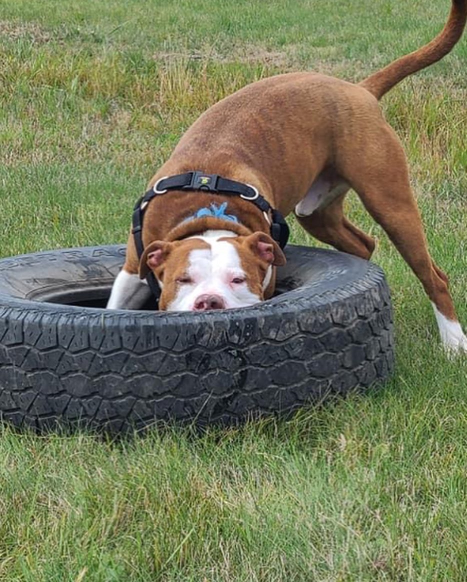 It looks like Mulligan appreciates finally having a toy he can’t destroy in a few seconds! 😂
.
.
.
<a target='_blank' href='https://www.instagram.com/explore/tags/RangeRescue/'>#RangeRescue</a> <a target='_blank' href='https://www.instagram.com/explore/tags/pitbullsofinstagram/'>#pitbullsofinstagram</a> <a target='_blank' href='https://www.instagram.com/explore/tags/destructivedog/'>#destructivedog</a> <a target='_blank' href='https://www.instagram.com/explore/tags/puremuscle/'>#puremuscle</a> <a target='_blank' href='https://www.instagram.com/explore/tags/mulligan/'>#mulligan</a> 🐶❤️