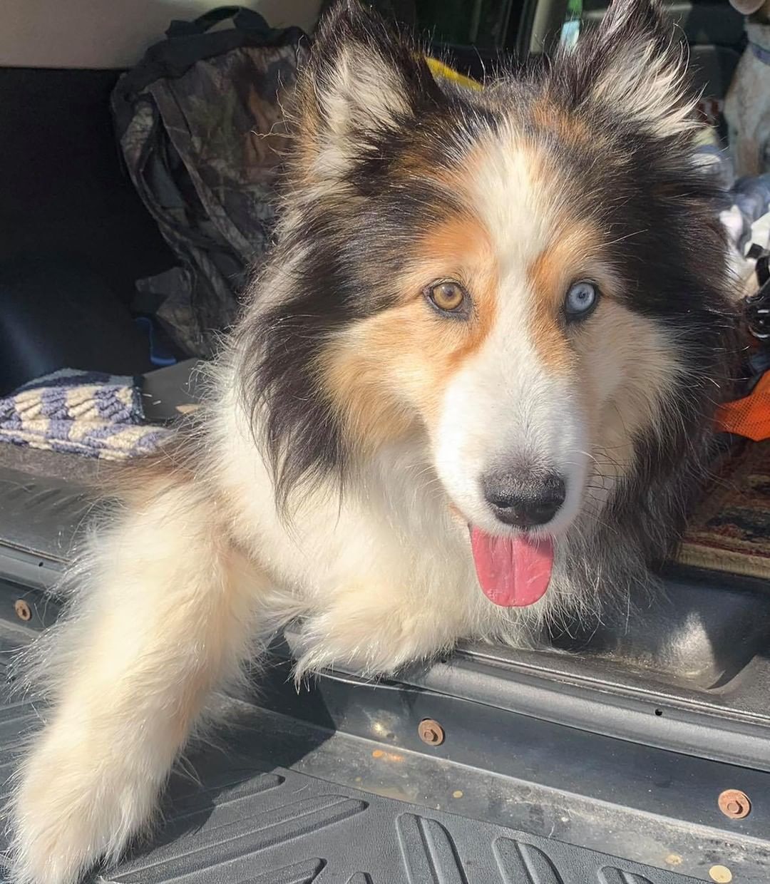 Thank you to Kloe and Sam’s moms, Lisa & Kelley, for the awesome snacks!!!
The Rollin’s girls rock!
Thanks for the Sam snuggles, and thanks to Kloe for chatting with Tobias (because he needs to share his hound howls with his own kind!). <a target='_blank' href='https://www.instagram.com/explore/tags/houndsofinstagram/'>#houndsofinstagram</a> <a target='_blank' href='https://www.instagram.com/explore/tags/snacks/'>#snacks</a> <a target='_blank' href='https://www.instagram.com/explore/tags/donate/'>#donate</a> <a target='_blank' href='https://www.instagram.com/explore/tags/tinasbedandbiscuit/'>#tinasbedandbiscuit</a> <a target='_blank' href='https://www.instagram.com/explore/tags/rescuedogsofinstagram/'>#rescuedogsofinstagram</a> <a target='_blank' href='https://www.instagram.com/explore/tags/rescuedogsrock/'>#rescuedogsrock</a> <a target='_blank' href='https://www.instagram.com/explore/tags/rescue/'>#rescue</a>