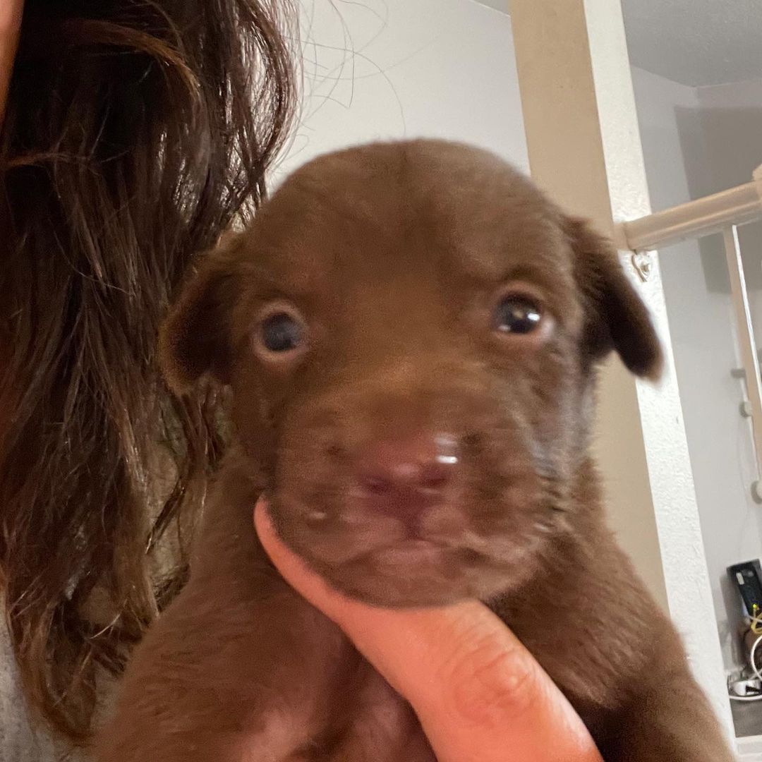 We have babies! 🐶🥰
These 7 babies were brought to us from Mexico with no Mama. They are about 2 weeks old and will be available for adoption in the next 8-10 weeks. 🐶🐾