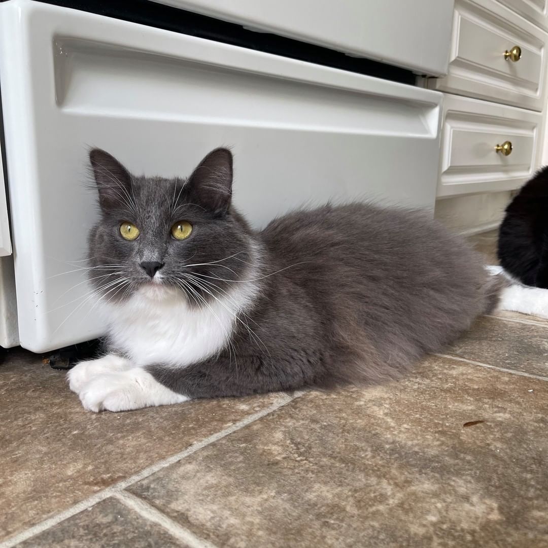 ⚠️EMERGENCY TEMPORARY FOSTER NEEDED ASAP⚠️

We are currently in need for a temporary foster home for two, long-haired nearly 1 year old cats. They are sweet as can be, great temperament, they just need a safe place to crash for a week.

💥We need to place these babies either today or tomorrow💥

We normally don’t have a need for this type of foster, but this is a special circumstance.
If you think you can help, please email us at mary@misseixieskittenrescue.org OR fill out a foster application below:
https://forms.gle/ogNxVioF167EfEGv6