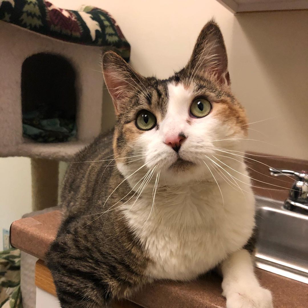 It might have been quiet on the adoption front this past week, but we were so thrilled to see our longest feline resident, Cora, move into an amazing foster home! Please help us in wishing her the best of luck! 
<a target='_blank' href='https://www.instagram.com/explore/tags/foster/'>#foster</a> <a target='_blank' href='https://www.instagram.com/explore/tags/shelterlove/'>#shelterlove</a> <a target='_blank' href='https://www.instagram.com/explore/tags/catsofinstagram/'>#catsofinstagram</a>