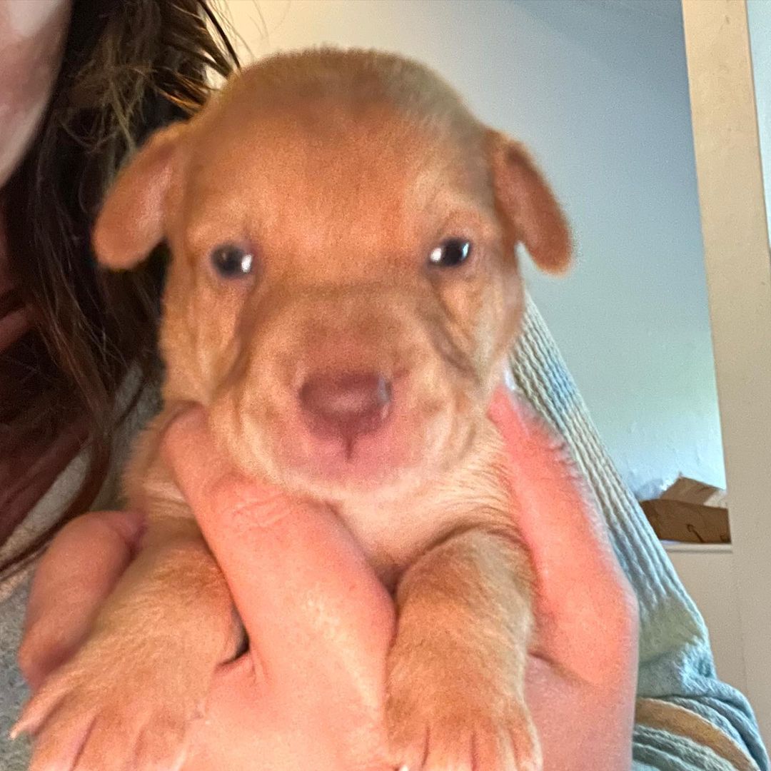 We have babies! 🐶🥰
These 7 babies were brought to us from Mexico with no Mama. They are about 2 weeks old and will be available for adoption in the next 8-10 weeks. 🐶🐾