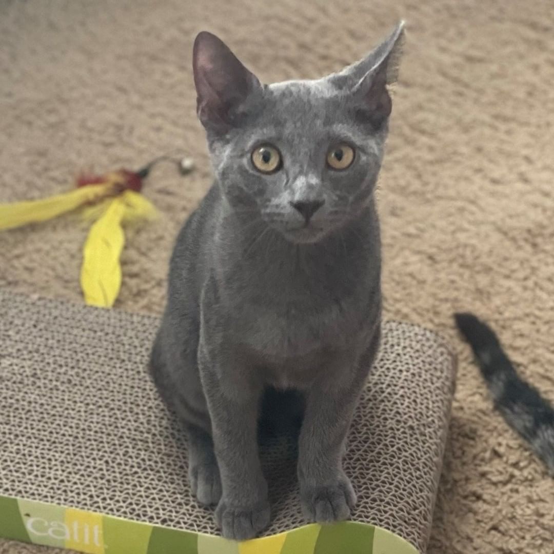 🥳 Boy do we have some cuteness to grace your feed this morning!

🐈🐈Meet Karashi & Miso: the sweetest brother-sister duo currently searching for their forever home... together!

🖤🤍Miso (Black & White) & 💙Karashi (Russian Blue Mix) were found as young kittens in a colony on Clemson Blvd. These two and their four other siblings have been living the life of luxury at their foster home, and are now ready to find their forever.

🏅Karashi is the more confident of the two. Once he learned how amazing pets were, he hasn't stopped asking for them. You can typically find him either on your lap, cuddling with his sibling or wrastlin' with his sister.

💫While Miso is bit more reserved at first, she also understands the magic of head boops & will politely ask you for pets. She is a very gentle soul & requires a calm household where she can flourish.

Miso & Karashi must be adopted TOGETHER! If you are interested, please fill out an application or send us a message for more information: https://forms.gle/7xbVpK9zWGo6pgg27