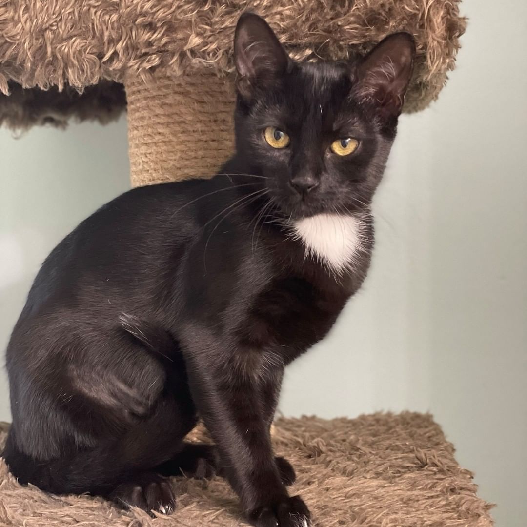 🥳 Boy do we have some cuteness to grace your feed this morning!

🐈🐈Meet Karashi & Miso: the sweetest brother-sister duo currently searching for their forever home... together!

🖤🤍Miso (Black & White) & 💙Karashi (Russian Blue Mix) were found as young kittens in a colony on Clemson Blvd. These two and their four other siblings have been living the life of luxury at their foster home, and are now ready to find their forever.

🏅Karashi is the more confident of the two. Once he learned how amazing pets were, he hasn't stopped asking for them. You can typically find him either on your lap, cuddling with his sibling or wrastlin' with his sister.

💫While Miso is bit more reserved at first, she also understands the magic of head boops & will politely ask you for pets. She is a very gentle soul & requires a calm household where she can flourish.

Miso & Karashi must be adopted TOGETHER! If you are interested, please fill out an application or send us a message for more information: https://forms.gle/7xbVpK9zWGo6pgg27