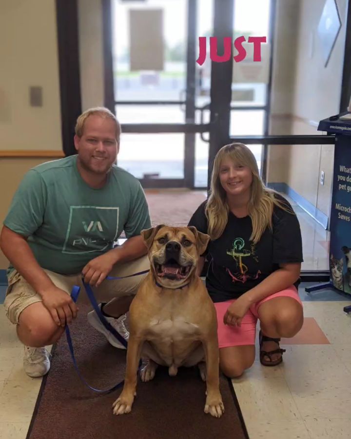 TAILS OF SUCCESS! 🐾🎉 This is Hank. Hank was at our facility for 52 days, waiting for that paw-fect family who understood that he was just a gentle giant with a big ol' bark. He would sit at the front of his kennel, waiting for anyone who would look past his goofy exterior and give him the chance to be the great boy that he truly is - Then the wonderful Theisen family came along. They let us take Hank out of his kennel for them so we could show them that although this big boy's bark was mighty, his personality and temperament were so much more quiet and gentle than he would ever lead on. Our sweet Hank fell in love with them just as much as they fell in love with him. He laid at their feet, on their laps, anywhere where he could, so that he could be close to them. He chose this family and they chose him right back, and decided to take him home that very day. Hank was so excited that he was going home, he could hardly stop himself from running into the glass while we were trying to get pictures of this new and beautiful family. Now Hank has a comfortable home with plenty of space to live his best big-boy life, everything we wanted for him!
Thank you so much to the Theisen family for giving Hank a chance and giving him the home he deserves. We couldn't have asked for a better fit! 
<a target='_blank' href='https://www.instagram.com/explore/tags/adoptdontshop/'>#adoptdontshop</a>
<a target='_blank' href='https://www.instagram.com/explore/tags/americanbulldogs/'>#americanbulldogs</a>
<a target='_blank' href='https://www.instagram.com/explore/tags/shelterpetsrock/'>#shelterpetsrock</a>
<a target='_blank' href='https://www.instagram.com/explore/tags/cleartheshelters/'>#cleartheshelters</a>
<a target='_blank' href='https://www.instagram.com/explore/tags/siouxlandhumanesociety/'>#siouxlandhumanesociety</a>
<a target='_blank' href='https://www.instagram.com/explore/tags/siouxcityadopts/'>#siouxcityadopts</a>
<a target='_blank' href='https://www.instagram.com/explore/tags/siouxcity/'>#siouxcity</a>