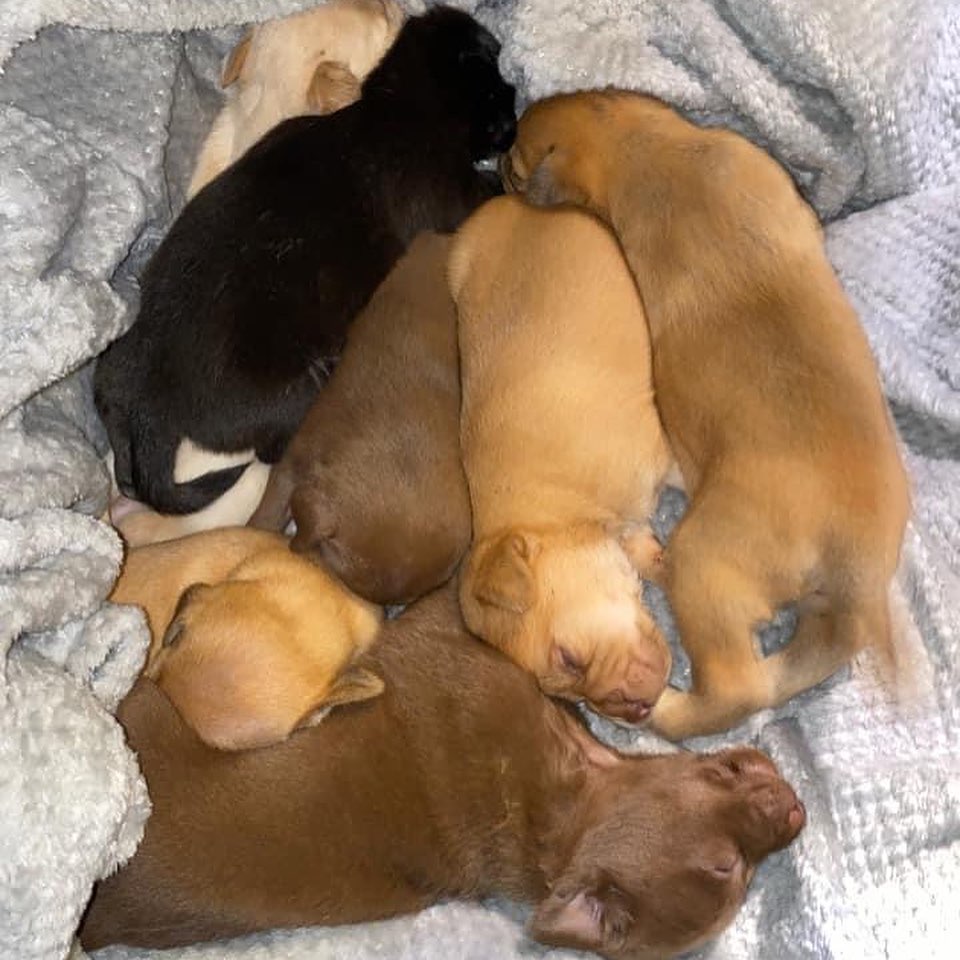 We have babies! 🐶🥰
These 7 babies were brought to us from Mexico with no Mama. They are about 2 weeks old and will be available for adoption in the next 8-10 weeks. 🐶🐾