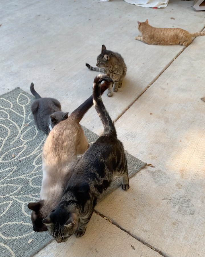 You know, managing a non-profit rescue and a sanctuary is emotionally taxing… so seeing these guys loving on each other this way is very rewarding. Makes my heart smile and gives me what I need to keep going and helping Cindy Minghelli :) 
.
.
.
.
.
<a target='_blank' href='https://www.instagram.com/explore/tags/fatkittycity/'>#fatkittycity</a> <a target='_blank' href='https://www.instagram.com/explore/tags/fkcbeauties/'>#fkcbeauties</a> <a target='_blank' href='https://www.instagram.com/explore/tags/sanctuarylife/'>#sanctuarylife</a> <a target='_blank' href='https://www.instagram.com/explore/tags/nonprofitlife/'>#nonprofitlife</a> <a target='_blank' href='https://www.instagram.com/explore/tags/catlovevideo/'>#catlovevideo</a> <a target='_blank' href='https://www.instagram.com/explore/tags/rescuecatsrule/'>#rescuecatsrule</a> <a target='_blank' href='https://www.instagram.com/explore/tags/fatkittycitysanctuary/'>#fatkittycitysanctuary</a> <a target='_blank' href='https://www.instagram.com/explore/tags/catsrubbing/'>#catsrubbing</a> <a target='_blank' href='https://www.instagram.com/explore/tags/rescuecat/'>#rescuecat</a> <a target='_blank' href='https://www.instagram.com/explore/tags/animalwelfare/'>#animalwelfare</a>  <a target='_blank' href='https://www.instagram.com/explore/tags/kittylove/'>#kittylove</a> <a target='_blank' href='https://www.instagram.com/explore/tags/beautifulkitty/'>#beautifulkitty</a> <a target='_blank' href='https://www.instagram.com/explore/tags/kittybonding/'>#kittybonding</a> <a target='_blank' href='https://www.instagram.com/explore/tags/beautifulcat/'>#beautifulcat</a> <a target='_blank' href='https://www.instagram.com/explore/tags/bromance/'>#bromance</a> <a target='_blank' href='https://www.instagram.com/explore/tags/rescuecatsarethebest/'>#rescuecatsarethebest</a> <a target='_blank' href='https://www.instagram.com/explore/tags/rescuekitties/'>#rescuekitties</a> <a target='_blank' href='https://www.instagram.com/explore/tags/eldoradohillsca/'>#eldoradohillsca</a> <a target='_blank' href='https://www.instagram.com/explore/tags/folsomcats/'>#folsomcats</a> <a target='_blank' href='https://www.instagram.com/explore/tags/sacramentocats/'>#sacramentocats</a>