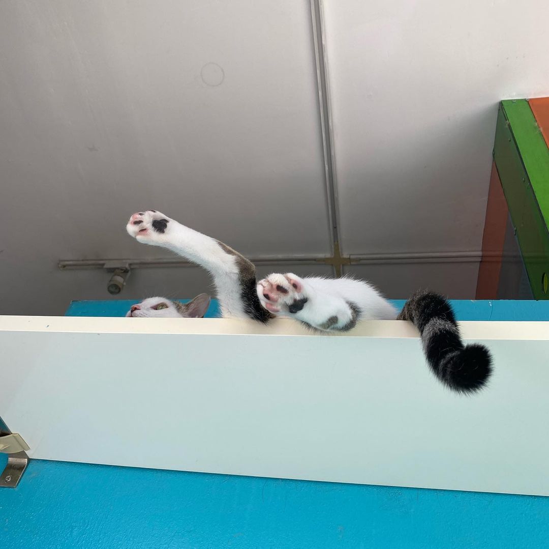 The last game was clearly too easy. Yoshimi’s butt’s reputation precedes her…

But can you guess these beans? 
Swipe for a hint 👀
