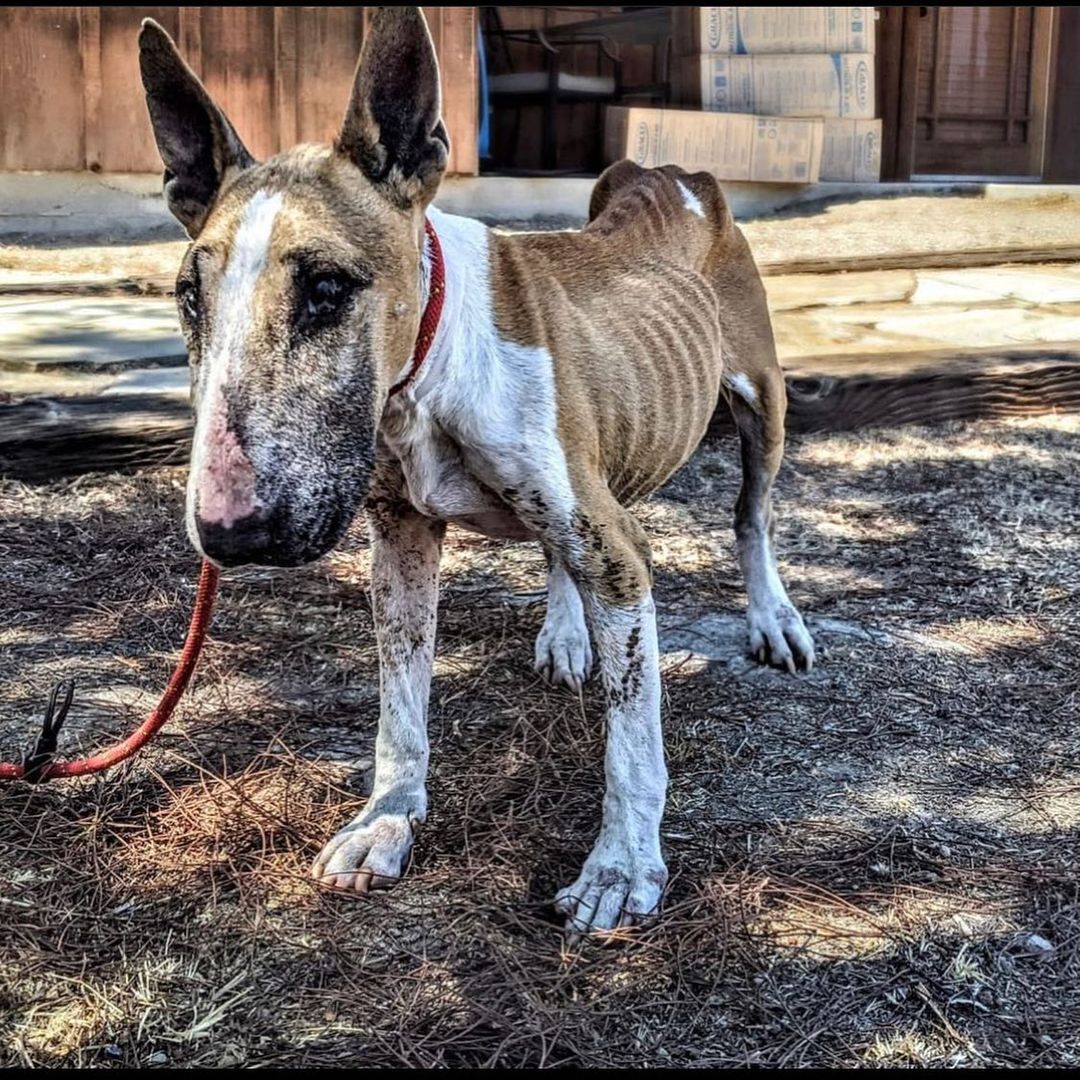 WELCOME GINGER!!✨

THANK YOU @deservingdogs for fostering and setting this rescue into motion 🧡 please stay tuned for UPDATES! 

For now you can read more of her story on @deservingdogs page🧡

GINGER- we want you to know, although we don’t know how or why your previous owners let you get to the current state you’re in physically, and then surrender you to the shelter to be euthanized, what we DO KNOW is that we will do everything we can to advocate for your health and safety, and of course shower you with insane amounts of LOVE!🧡 

You are a part of our LARGE family now 🧡 we LOVE and CLAIM YOU ✨ 

-what can we say?! we have a thing for GINGERS! ✨🧡🥰