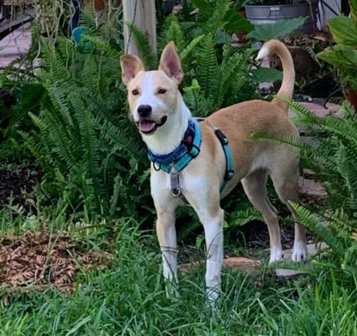 Can we tell you how proud we are of NOAH? He's spent some time in boarding school, working on his manners, and he's come so far! Noah is about a year old, and we think he's a mix of cattle dog and Carolina dog—which is clearly an adorable combination! 

Noah needs someone who will continue his training, help him learn to socialize, and introduce him to new experiences. He is friendly with other dogs and people, but would do better in a home with older children.

You can tell just by looking at his happy face that Noah has a lot of love to give. Are you ready to receive it?! Check out his profile by clicking the link in our bio, choosing Adoptable Dogs, and scrolling to N for NOAH! 

<a target='_blank' href='https://www.instagram.com/explore/tags/ewenityfarm/'>#ewenityfarm</a> <a target='_blank' href='https://www.instagram.com/explore/tags/adoptdontshop/'>#adoptdontshop</a> <a target='_blank' href='https://www.instagram.com/explore/tags/adoptabledog/'>#adoptabledog</a> <a target='_blank' href='https://www.instagram.com/explore/tags/carolinadog/'>#carolinadog</a> <a target='_blank' href='https://www.instagram.com/explore/tags/cattledog/'>#cattledog</a>