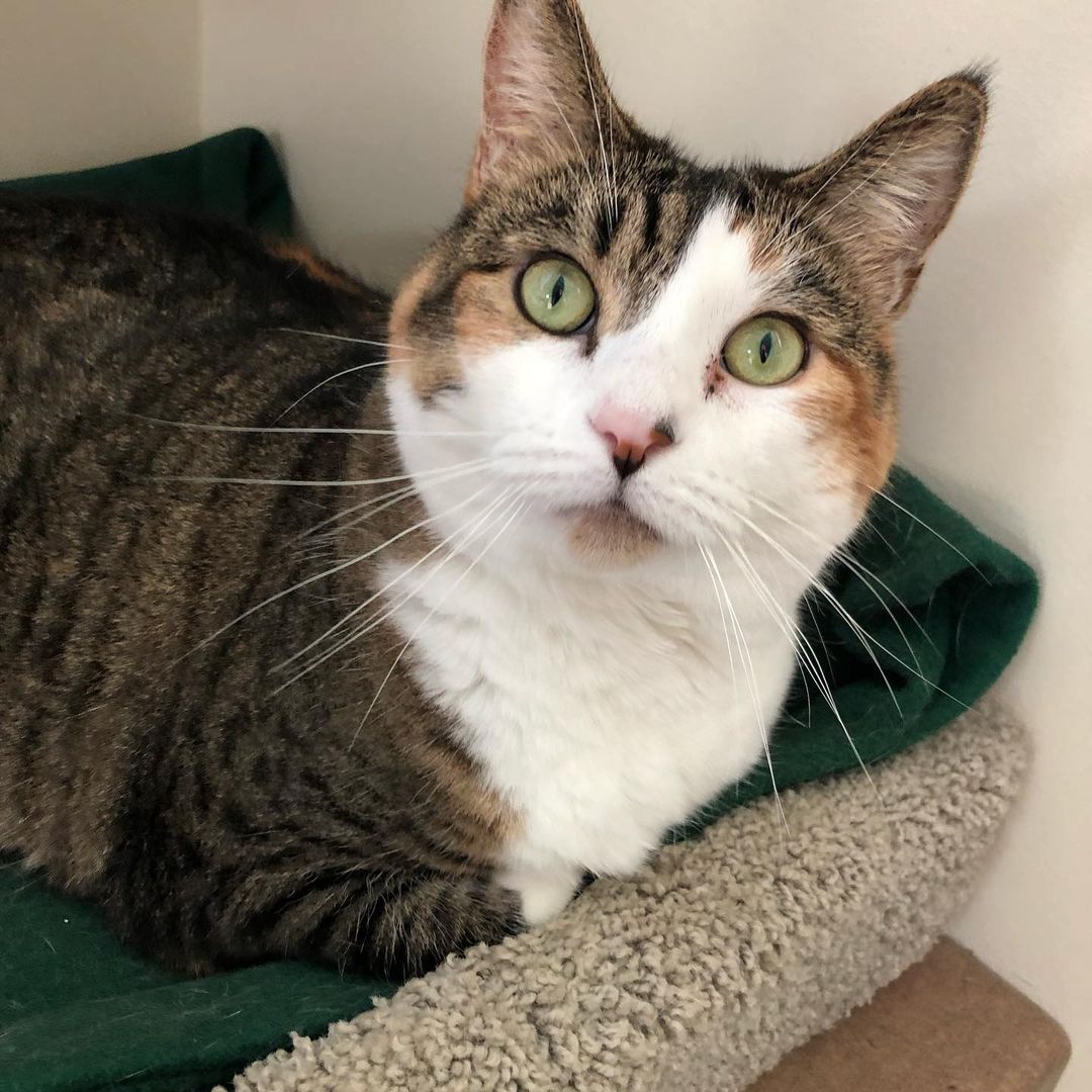It might have been quiet on the adoption front this past week, but we were so thrilled to see our longest feline resident, Cora, move into an amazing foster home! Please help us in wishing her the best of luck! 
<a target='_blank' href='https://www.instagram.com/explore/tags/foster/'>#foster</a> <a target='_blank' href='https://www.instagram.com/explore/tags/shelterlove/'>#shelterlove</a> <a target='_blank' href='https://www.instagram.com/explore/tags/catsofinstagram/'>#catsofinstagram</a>
