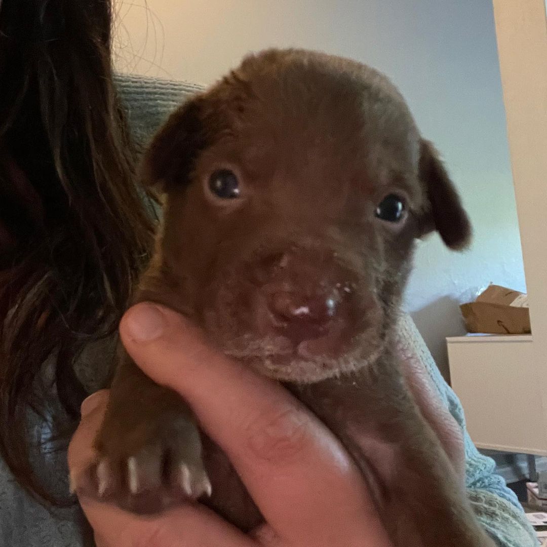 We have babies! 🐶🥰
These 7 babies were brought to us from Mexico with no Mama. They are about 2 weeks old and will be available for adoption in the next 8-10 weeks. 🐶🐾