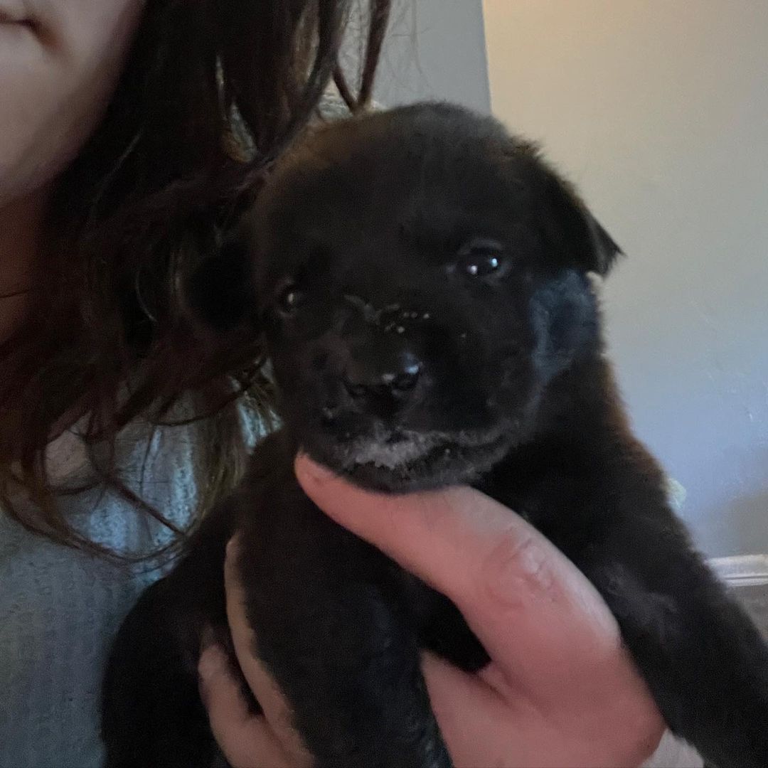 We have babies! 🐶🥰
These 7 babies were brought to us from Mexico with no Mama. They are about 2 weeks old and will be available for adoption in the next 8-10 weeks. 🐶🐾