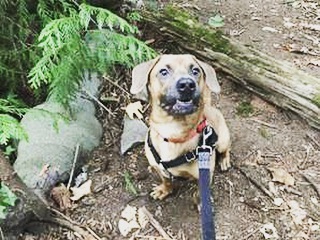 COURTESY POST-  Chestnut is super fun and energetic Dachshund mix. He is 6yrs old and 20 pounds. Please contact Seattle Humane if interested! 

What my friends at Seattle Humane say about me:
· I love to play fetch!
· I am treat motivated! You can use treats to teach me new things!
· I am very friendly and love to be with my people!
· I'm an energetic boy! I'd do well with regular exercise for my brain and body!
· I would really benefit from continued training. Classes based in positive-reinforcement training would be best for me!

The type of home I'm looking for:
· I will need a dog-free home.
· I have no known history with cats.
· I will need an adult only home.
· Due to my barking and my reactivity to other dogs, apartments may not be a great fit for me. Detached homes are preferred!

https://www.seattlehumane.org