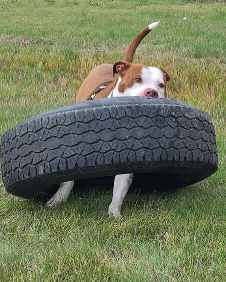 It looks like Mulligan appreciates finally having a toy he can’t destroy in a few seconds! 😂
.
.
.
<a target='_blank' href='https://www.instagram.com/explore/tags/RangeRescue/'>#RangeRescue</a> <a target='_blank' href='https://www.instagram.com/explore/tags/pitbullsofinstagram/'>#pitbullsofinstagram</a> <a target='_blank' href='https://www.instagram.com/explore/tags/destructivedog/'>#destructivedog</a> <a target='_blank' href='https://www.instagram.com/explore/tags/puremuscle/'>#puremuscle</a> <a target='_blank' href='https://www.instagram.com/explore/tags/mulligan/'>#mulligan</a> 🐶❤️