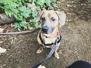 COURTESY POST-  Chestnut is super fun and energetic Dachshund mix. He is 6yrs old and 20 pounds. Please contact Seattle Humane if interested! 

What my friends at Seattle Humane say about me:
· I love to play fetch!
· I am treat motivated! You can use treats to teach me new things!
· I am very friendly and love to be with my people!
· I'm an energetic boy! I'd do well with regular exercise for my brain and body!
· I would really benefit from continued training. Classes based in positive-reinforcement training would be best for me!

The type of home I'm looking for:
· I will need a dog-free home.
· I have no known history with cats.
· I will need an adult only home.
· Due to my barking and my reactivity to other dogs, apartments may not be a great fit for me. Detached homes are preferred!

https://www.seattlehumane.org