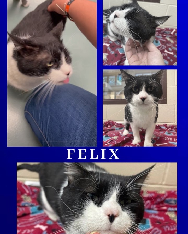 Our vet staff want you to meet Felix. He was a bit of a mess when he got here, but we got him all fixed up. He’s a ridiculously friendly guy and he loves a good back scratch. He’s FIV positive and we will gladly answer any questions about that. Just come meet him!