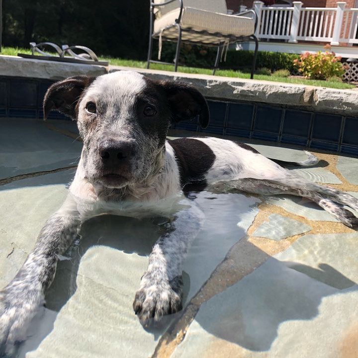 Maddy is looking for her furever home🏡🐶 Maddy is about 12-14 weeks old and was rescued from a NC shelter, along with her siblings.
Everything about Maddy is utterly irresistible! She is a social, playful, friendly puppy who enjoys running in the yard and playing with other dogs🐾 And, this puppy likes playing in water… She tries to eat the splashes! Maddy does this cute thing where she will put her head on your neck when she is sitting on your lap. She is just so darn cute! Oh, and did we mention Maddy is a cuddler?! Yup, just like her siblings!
Maddy can’t wait to meet you! To meet Maddy, please email FureverHomeDogRescue@gmail.com and request an adoption application.
Visit www.FHDR.petfinder.com for more info and photos.
<a target='_blank' href='https://www.instagram.com/explore/tags/fureverhomedogrescue/'>#fureverhomedogrescue</a> <a target='_blank' href='https://www.instagram.com/explore/tags/fhdr/'>#fhdr</a> <a target='_blank' href='https://www.instagram.com/explore/tags/rescuepup/'>#rescuepup</a> <a target='_blank' href='https://www.instagram.com/explore/tags/pupforadoption/'>#pupforadoption</a> <a target='_blank' href='https://www.instagram.com/explore/tags/adontdontshop/'>#adontdontshop</a> <a target='_blank' href='https://www.instagram.com/explore/tags/fureverhomeneeded/'>#fureverhomeneeded</a>