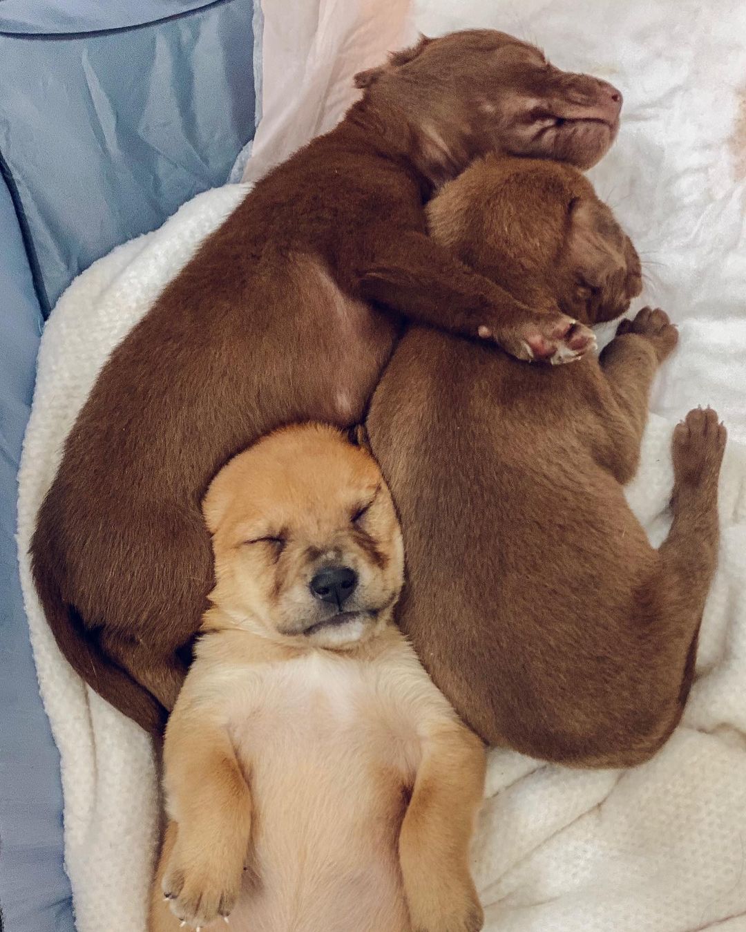 Siblings make the best pillows 🥰