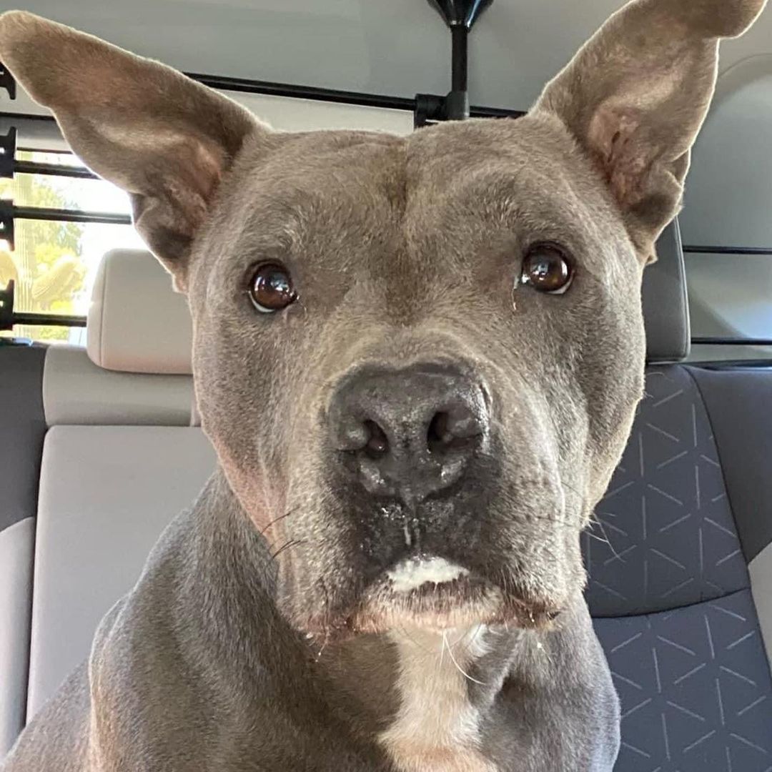 Moose has been waiting so long for his forever family to find him. He’s almost 7 now and could really use a home to spend the rest of his life in. 

Moose is housebroken, crate trained, walks nicely on a leash, and is well-mannered. He’s looking for a home with older kids (12+) and no other pets. Adopt Moose!

lucyshoperescue.com/adoptables.  <a target='_blank' href='https://www.instagram.com/explore/tags/dog/'>#dog</a> <a target='_blank' href='https://www.instagram.com/explore/tags/pitbull/'>#pitbull</a> <a target='_blank' href='https://www.instagram.com/explore/tags/adoptdontshop/'>#adoptdontshop</a> <a target='_blank' href='https://www.instagram.com/explore/tags/adopt/'>#adopt</a> <a target='_blank' href='https://www.instagram.com/explore/tags/adoptionislove/'>#adoptionislove</a> <a target='_blank' href='https://www.instagram.com/explore/tags/rescuedogsofinstagram/'>#rescuedogsofinstagram</a> <a target='_blank' href='https://www.instagram.com/explore/tags/rescuedogs/'>#rescuedogs</a> <a target='_blank' href='https://www.instagram.com/explore/tags/rescuedismyfavoritebreed/'>#rescuedismyfavoritebreed</a> <a target='_blank' href='https://www.instagram.com/explore/tags/lucyshoperescue/'>#lucyshoperescue</a>