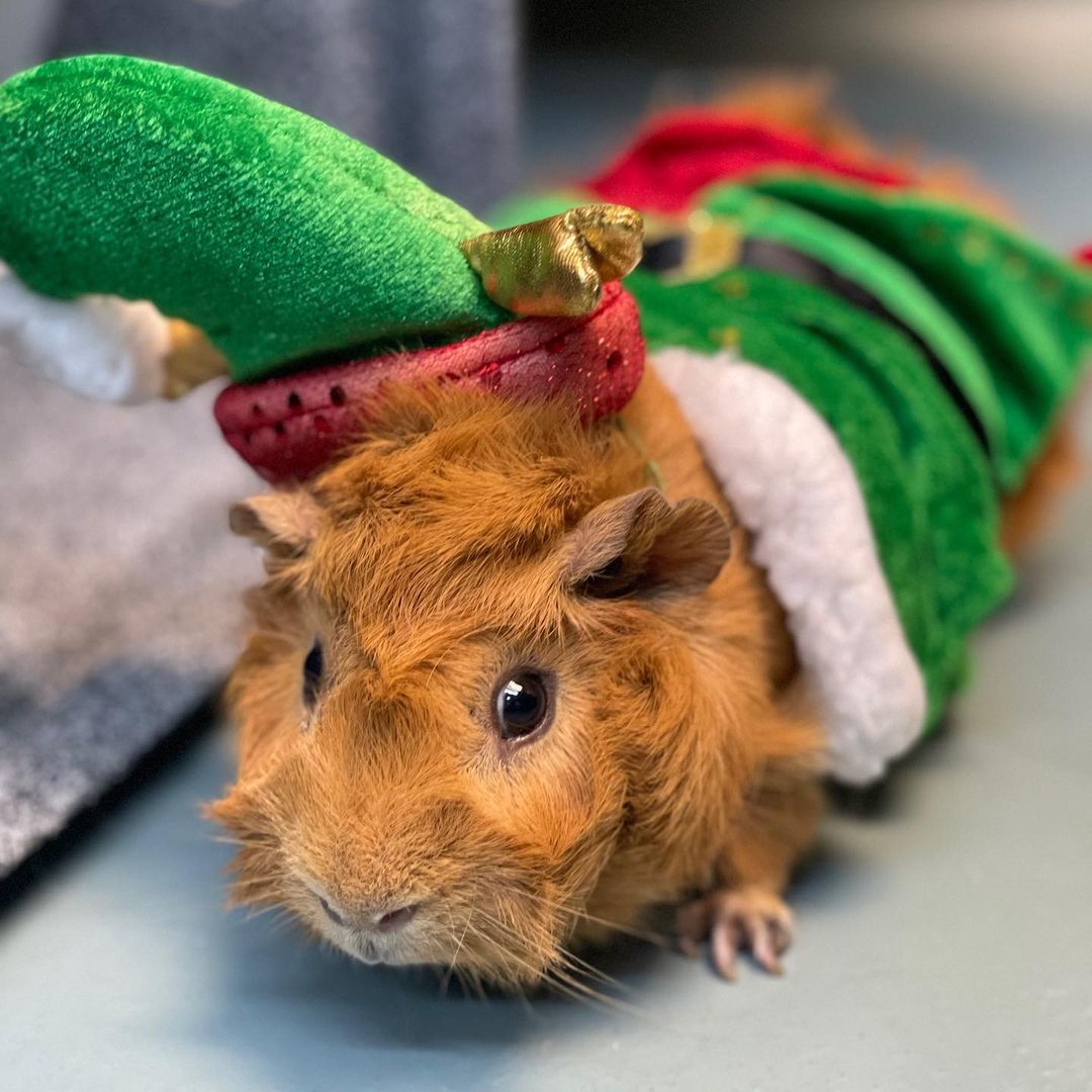 Christmas has come early this year! Adopt a pet during Clear the Shelters! Adoption fees are waived at Irving Animal Services September 14th through the 18th. Come by and meet awesome animals like this little piggy Bloom!