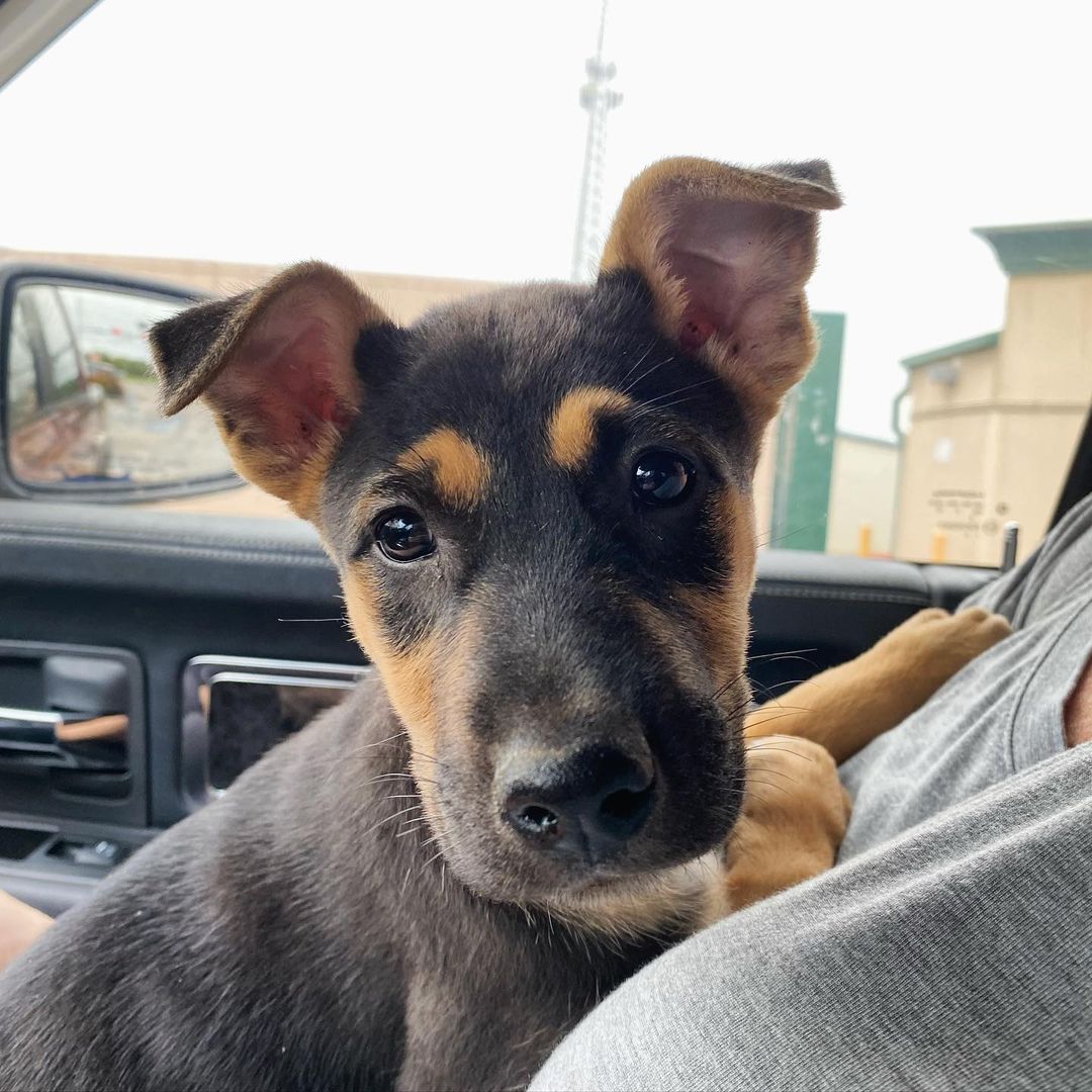 Meet Margo
This little girl joins us today, she is appx 10 weeks old. She'll be available to join a family soon 💕 

Foster needed