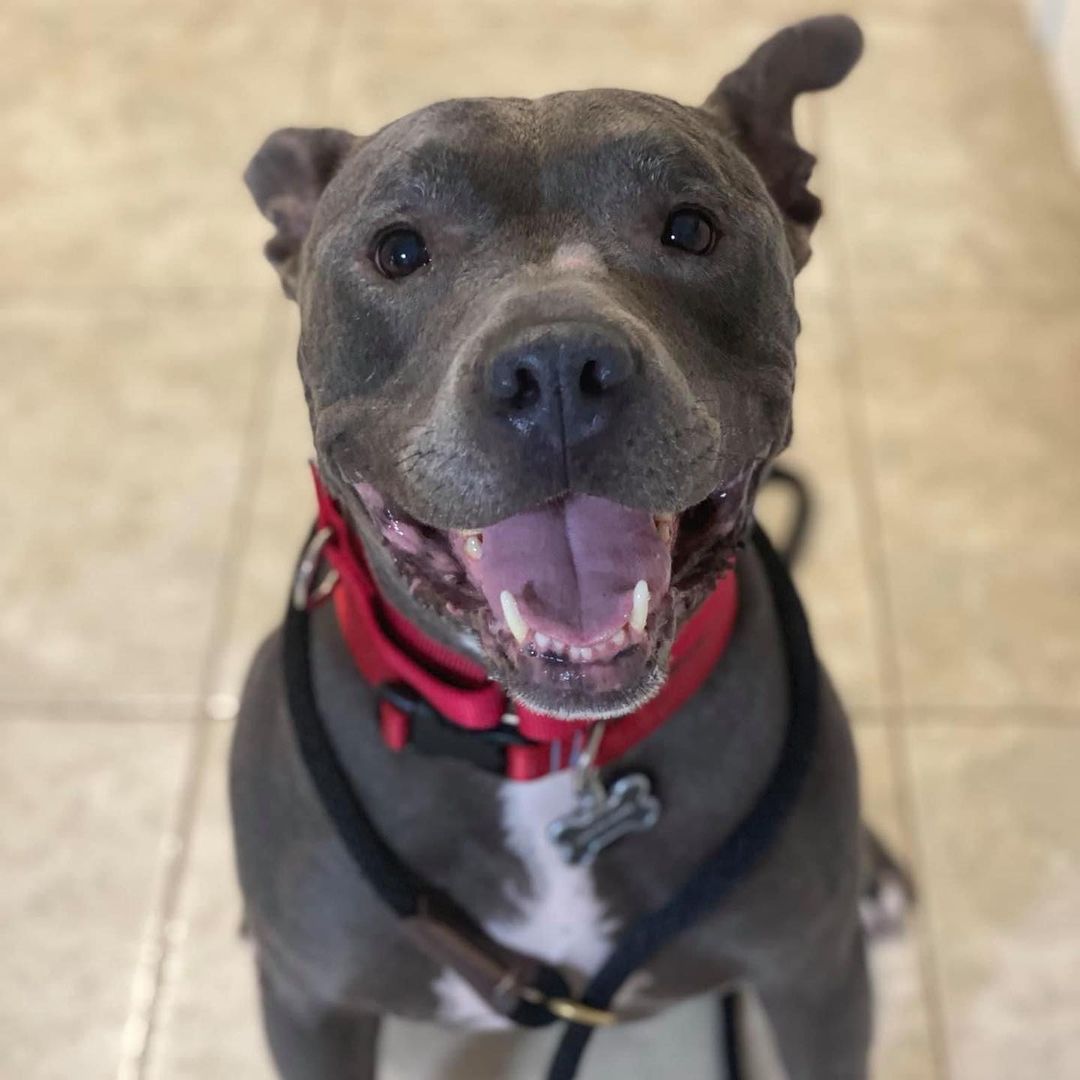 Moose has been waiting so long for his forever family to find him. He’s almost 7 now and could really use a home to spend the rest of his life in. 

Moose is housebroken, crate trained, walks nicely on a leash, and is well-mannered. He’s looking for a home with older kids (12+) and no other pets. Adopt Moose!

lucyshoperescue.com/adoptables.  <a target='_blank' href='https://www.instagram.com/explore/tags/dog/'>#dog</a> <a target='_blank' href='https://www.instagram.com/explore/tags/pitbull/'>#pitbull</a> <a target='_blank' href='https://www.instagram.com/explore/tags/adoptdontshop/'>#adoptdontshop</a> <a target='_blank' href='https://www.instagram.com/explore/tags/adopt/'>#adopt</a> <a target='_blank' href='https://www.instagram.com/explore/tags/adoptionislove/'>#adoptionislove</a> <a target='_blank' href='https://www.instagram.com/explore/tags/rescuedogsofinstagram/'>#rescuedogsofinstagram</a> <a target='_blank' href='https://www.instagram.com/explore/tags/rescuedogs/'>#rescuedogs</a> <a target='_blank' href='https://www.instagram.com/explore/tags/rescuedismyfavoritebreed/'>#rescuedismyfavoritebreed</a> <a target='_blank' href='https://www.instagram.com/explore/tags/lucyshoperescue/'>#lucyshoperescue</a>