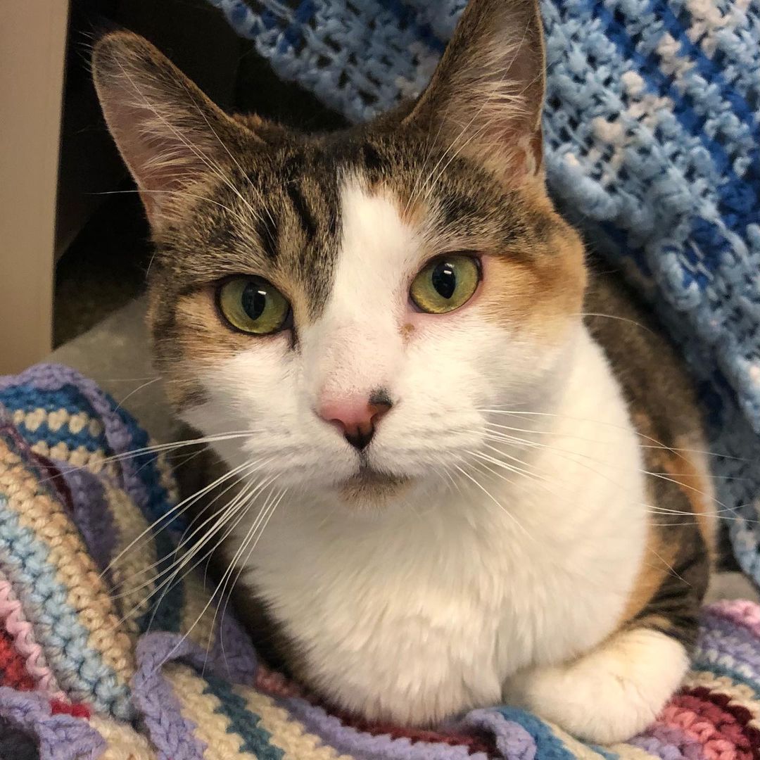 It might have been quiet on the adoption front this past week, but we were so thrilled to see our longest feline resident, Cora, move into an amazing foster home! Please help us in wishing her the best of luck! 
<a target='_blank' href='https://www.instagram.com/explore/tags/foster/'>#foster</a> <a target='_blank' href='https://www.instagram.com/explore/tags/shelterlove/'>#shelterlove</a> <a target='_blank' href='https://www.instagram.com/explore/tags/catsofinstagram/'>#catsofinstagram</a>