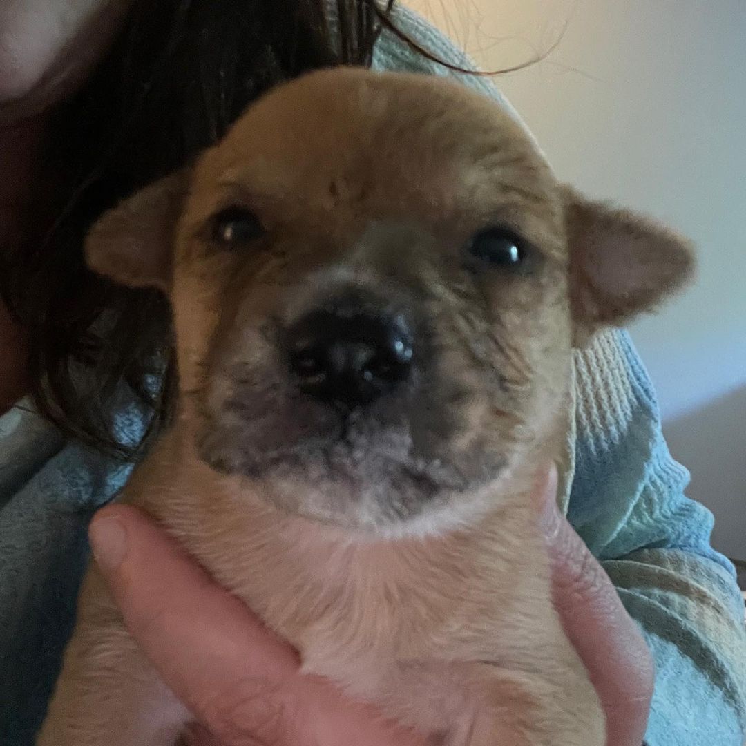 We have babies! 🐶🥰
These 7 babies were brought to us from Mexico with no Mama. They are about 2 weeks old and will be available for adoption in the next 8-10 weeks. 🐶🐾