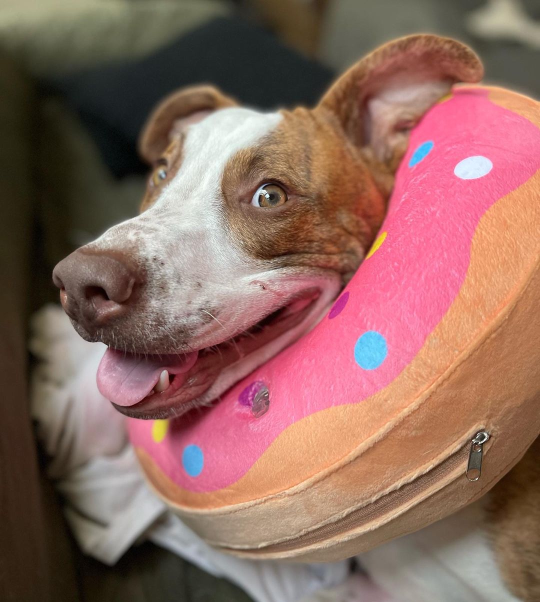 We’ve been a little absent on here recently, well a lot actually - our apologies. Cute dog photos will be commencing moving forward, we just needed a social media break to catch up on some stuff. Sosa over here is still being cute as freaking ever! He is a whopping 72 pounds, just about a year old, great with humans of all ages and is getting better with doggy friends one day at a time. He is an energetic, playful guy full of personality and is incredibly smart! He has a GREAT foster mom who teaches him all kinds of great tricks. You’ll have to meet him so he can show off for you! Send us a message if you’re interested in Sosa & please tag anyone in the comments who could give this good boy a great home! 💛🏡