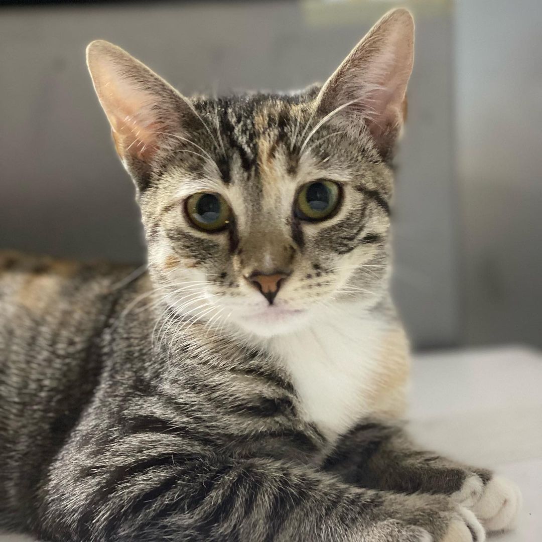 💫Adoption Opportunity💫 

Meet Karmen.  Karmen is a precious little girl who came in as a single someone found under a car on a busy street when she was a very little girl. Karmen is very attractive in her appearance as well as her personality. Karmen would be great with respectful gentle children who wouldn’t be forceful or impatient with her.  Karmen also gets along well with other cat friendly cats  and we’re confident she would warm up to a cat friendly dog too. Karmen knows her name and comes when called.  She’s a gentle, soft, old soul and is quite captivating. Karmen will make the perfect addition to the right home.  If you think you would be a wonderful fit for this sweetheart and can provide her a safe, loving, 100% indoor only home, please submit an application today at www.secondchancekitty.org.
