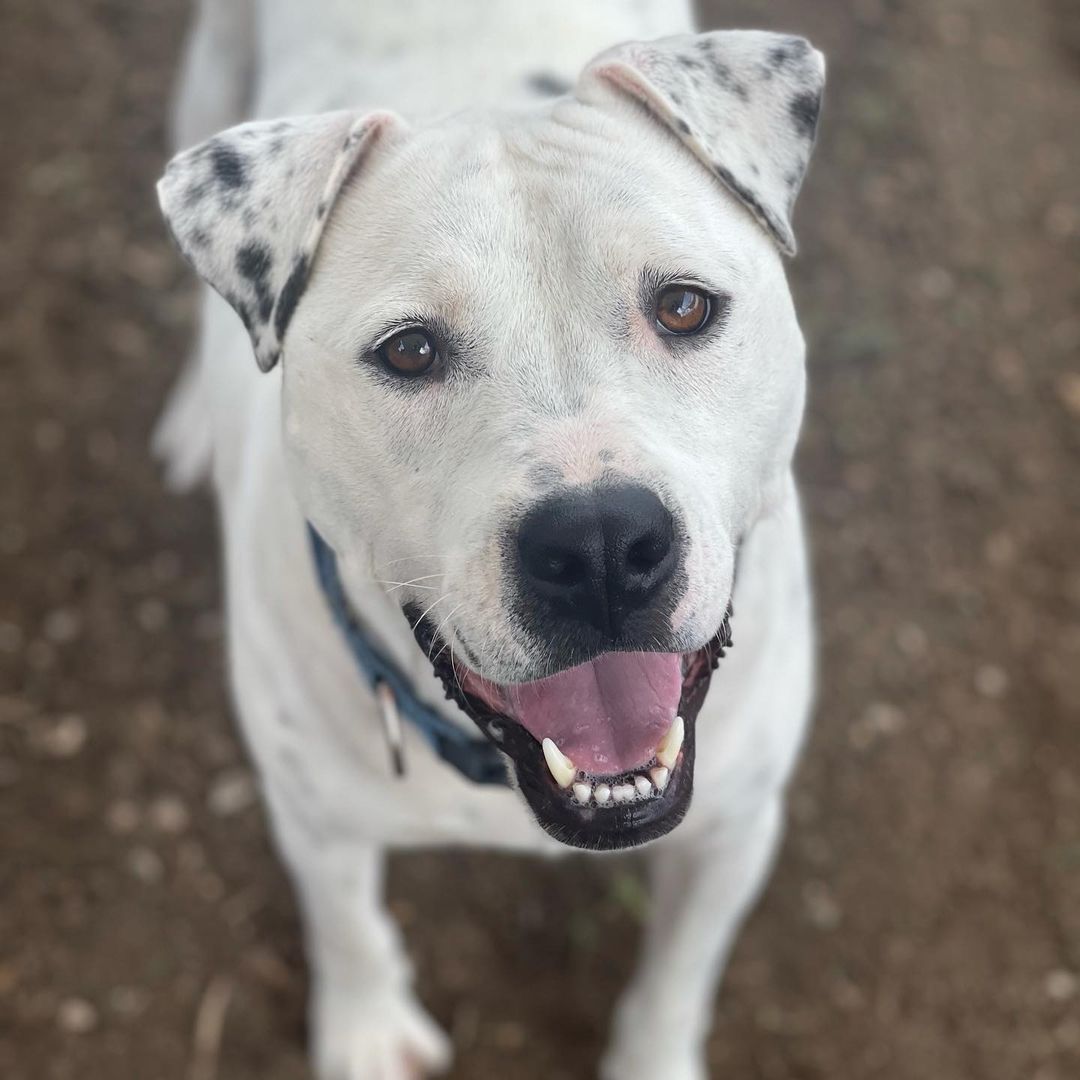 Meet Biggie. The name fits him perfectly. This boy has a BIG personality, lots of energy and he loves to run and play. Biggie has been a long term resident here at the Irving Animal Services, waiting for his forever home for almost 3 months. Come by and meet this big goofball during Clear the Shelters!