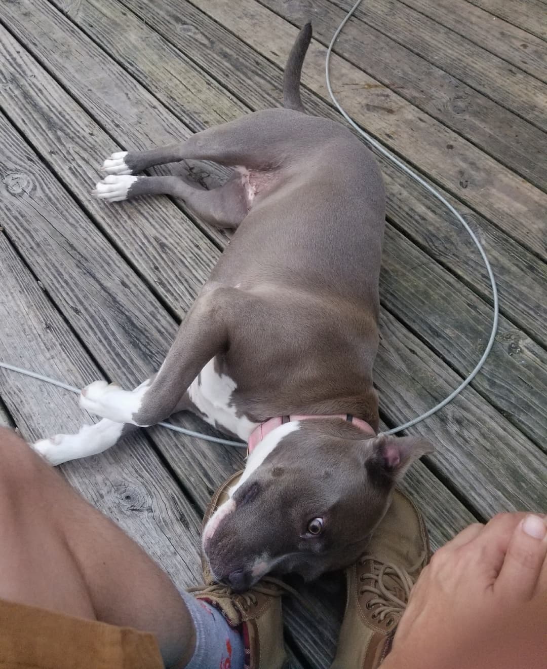 Here we see the ACTUAL moment Louise released she could be in a lap, instead of on the floor 🤣. Louise is a goofy loving blue girl who loves 💘 her people.  She is an active pup who would appreciate a family 👪 that would keep her exercised.  After that exercise though... She's right in your lap!  Apply today!
<a target='_blank' href='https://www.instagram.com/explore/tags/thebusterfoundation/'>#thebusterfoundation</a>
<a target='_blank' href='https://www.instagram.com/explore/tags/pitbull/'>#pitbull</a>
<a target='_blank' href='https://www.instagram.com/explore/tags/pitbullsofinstagram/'>#pitbullsofinstagram</a>
<a target='_blank' href='https://www.instagram.com/explore/tags/pitbulladvocate/'>#pitbulladvocate</a>
<a target='_blank' href='https://www.instagram.com/explore/tags/bullybreed/'>#bullybreed</a>
<a target='_blank' href='https://www.instagram.com/explore/tags/dontbullymybreed/'>#dontbullymybreed</a>
<a target='_blank' href='https://www.instagram.com/explore/tags/rescuedog/'>#rescuedog</a>
<a target='_blank' href='https://www.instagram.com/explore/tags/rescueismyfavoritebreed/'>#rescueismyfavoritebreed</a>
<a target='_blank' href='https://www.instagram.com/explore/tags/detroitrescuedogs/'>#detroitrescuedogs</a>