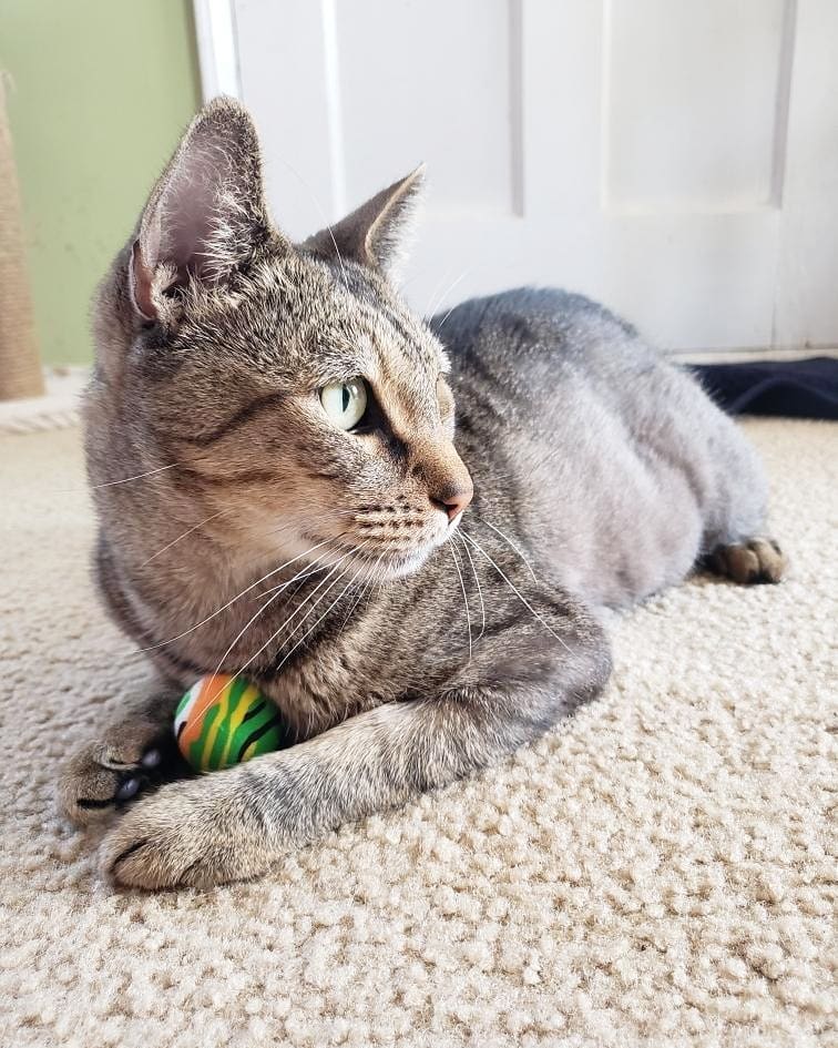 Chili is looking for her forever home! This exotic stunner is a rambunctious sweetheart who needs a home with no dogs or young kids. She loves to play play play. She is cat friendly ❤️ email ffladoptions@gmail.com for more info