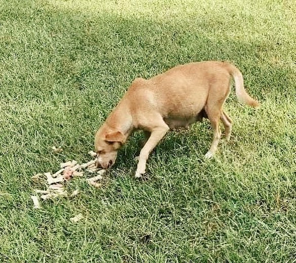 Happy Friday! Here’s an Amazon wishlist for a sweet momma and her 8 babies that were born a few days ago. We were asked to help with this poor stray mom who was ready to give birth any minute. She was in another town and we were making arrangements to help her when this smart momma dog wondered up to one of the ladies who fosters for Dixie Girl Dog Rescue and immediately started giving birth. 

“Marigold” and her 8 babies are safe!

We’re asking our friends and supporters to help purchase items on the wishlist for momma and her 8 healthy, precious babies. It takes a village and we are so grateful. Wishlist link is in our bio!