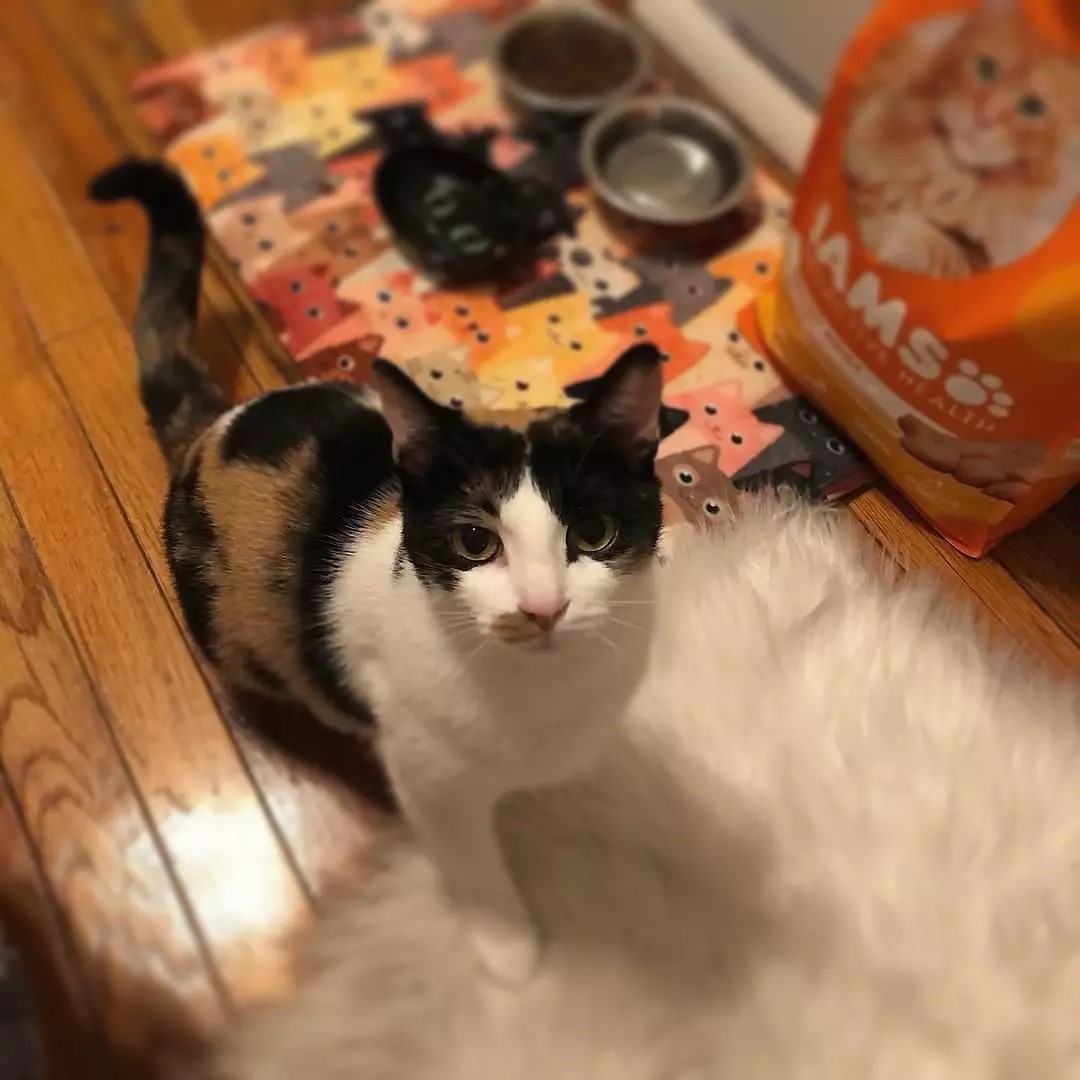 Posted @withregram • @brisamali Abby girl is up for adoption through @nycteensforanimals her son was placed into an amazing home and now it’s her turn to shine! Always wants to be by your side and enjoys sleeping on a pillow next to you ❤️ <a target='_blank' href='https://www.instagram.com/explore/tags/fosteringsaveslives/'>#fosteringsaveslives</a> <a target='_blank' href='https://www.instagram.com/explore/tags/adoptdontshop/'>#adoptdontshop</a> <a target='_blank' href='https://www.instagram.com/explore/tags/calico/'>#calico</a> <a target='_blank' href='https://www.instagram.com/explore/tags/calicocat/'>#calicocat</a> <a target='_blank' href='https://www.instagram.com/explore/tags/halloweencat/'>#halloweencat</a>