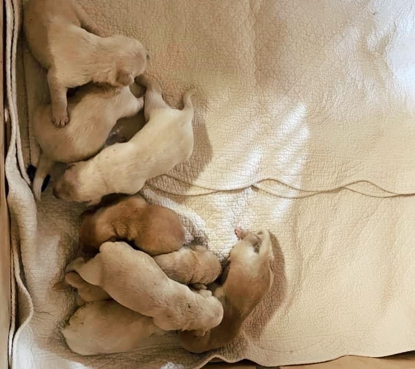 Happy Friday! Here’s an Amazon wishlist for a sweet momma and her 8 babies that were born a few days ago. We were asked to help with this poor stray mom who was ready to give birth any minute. She was in another town and we were making arrangements to help her when this smart momma dog wondered up to one of the ladies who fosters for Dixie Girl Dog Rescue and immediately started giving birth. 

“Marigold” and her 8 babies are safe!

We’re asking our friends and supporters to help purchase items on the wishlist for momma and her 8 healthy, precious babies. It takes a village and we are so grateful. Wishlist link is in our bio!