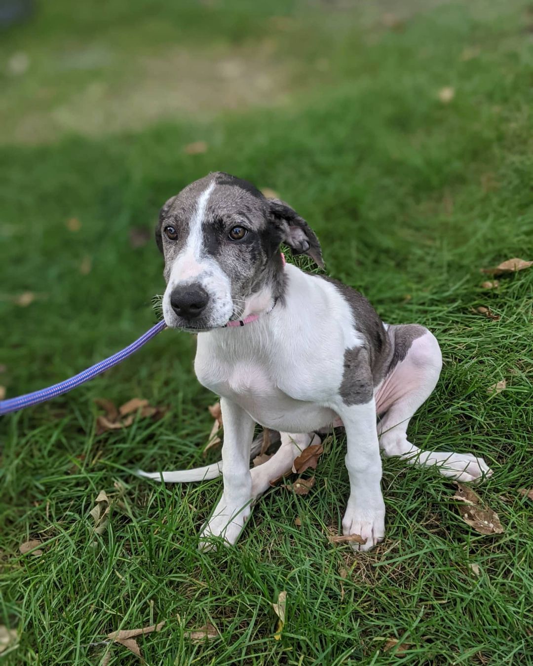 TODAY IS THE DAY EVERYBODY. Today is our Pets on Parade! We have vendors, food, and most importantly - ANIMALS! We're here until noon and we have kiddos to adopt and places to shop. We also have our silent auction and our run and walk is underway. If you're looking for a new fur-friend, or you want to take a look at what we have available for our auction,  or even if you just have some free time on your hands - come check us out over at Riverside Park! We'd love to see ya 🐾🐱🐶

<a target='_blank' href='https://www.instagram.com/explore/tags/petsonparade2021/'>#petsonparade2021</a>
<a target='_blank' href='https://www.instagram.com/explore/tags/siouxlandhumanesociety/'>#siouxlandhumanesociety</a> 
<a target='_blank' href='https://www.instagram.com/explore/tags/siouxcityadopts/'>#siouxcityadopts</a>
<a target='_blank' href='https://www.instagram.com/explore/tags/siouxcityshops/'>#siouxcityshops</a>
<a target='_blank' href='https://www.instagram.com/explore/tags/adoptdontshop/'>#adoptdontshop</a>
<a target='_blank' href='https://www.instagram.com/explore/tags/puppies/'>#puppies</a>