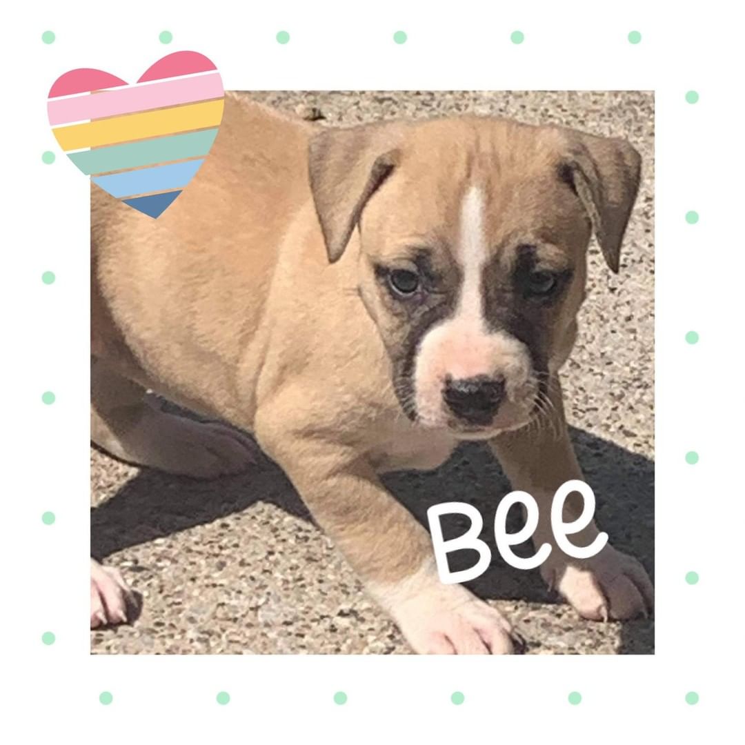 We have FOUR adorable puppies who are still looking for a home! Could you be their new person? 

Applications can be submitted at https://humanesocietybaycounty.org/adoption-form/

For questions, email dogprogram@humanesocietybc.org!